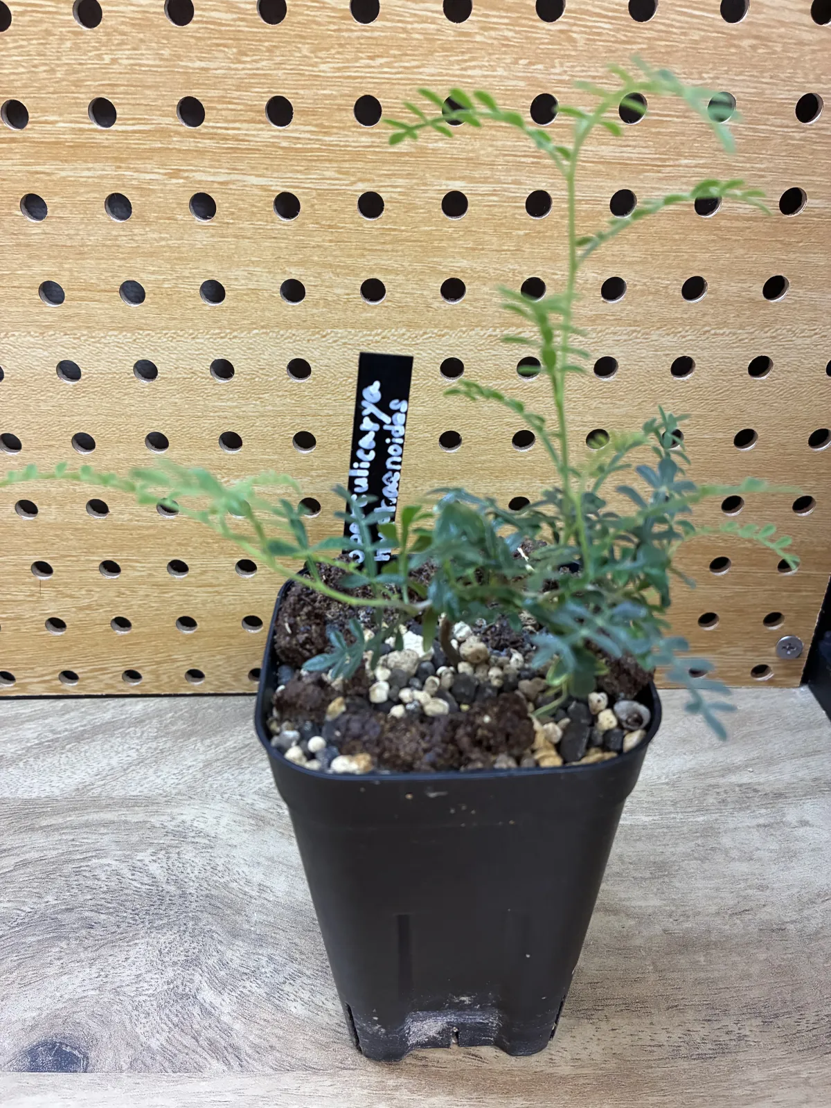 Operculicarya hyphaenoides Lot. (オペルクリカリア ヒファエノイデス)