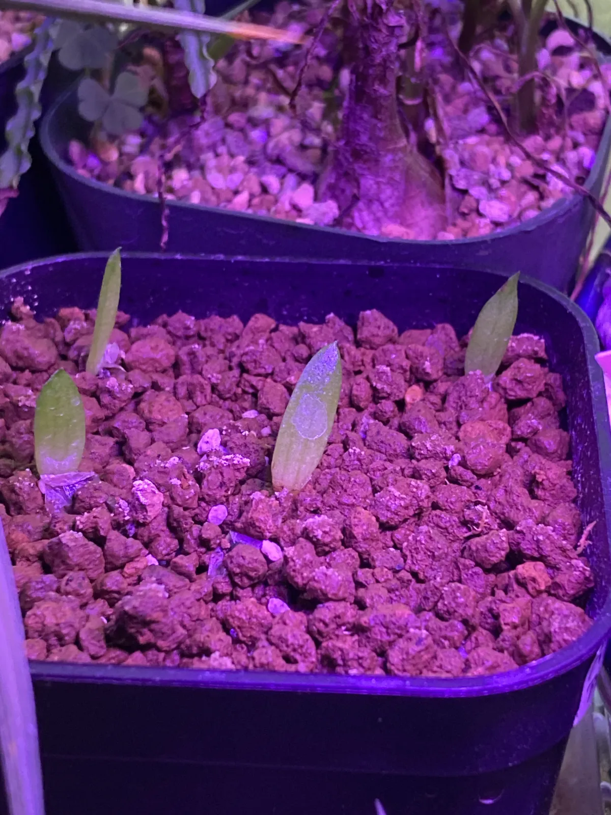Aloe claviflora (アロエ クラビフローラ)
