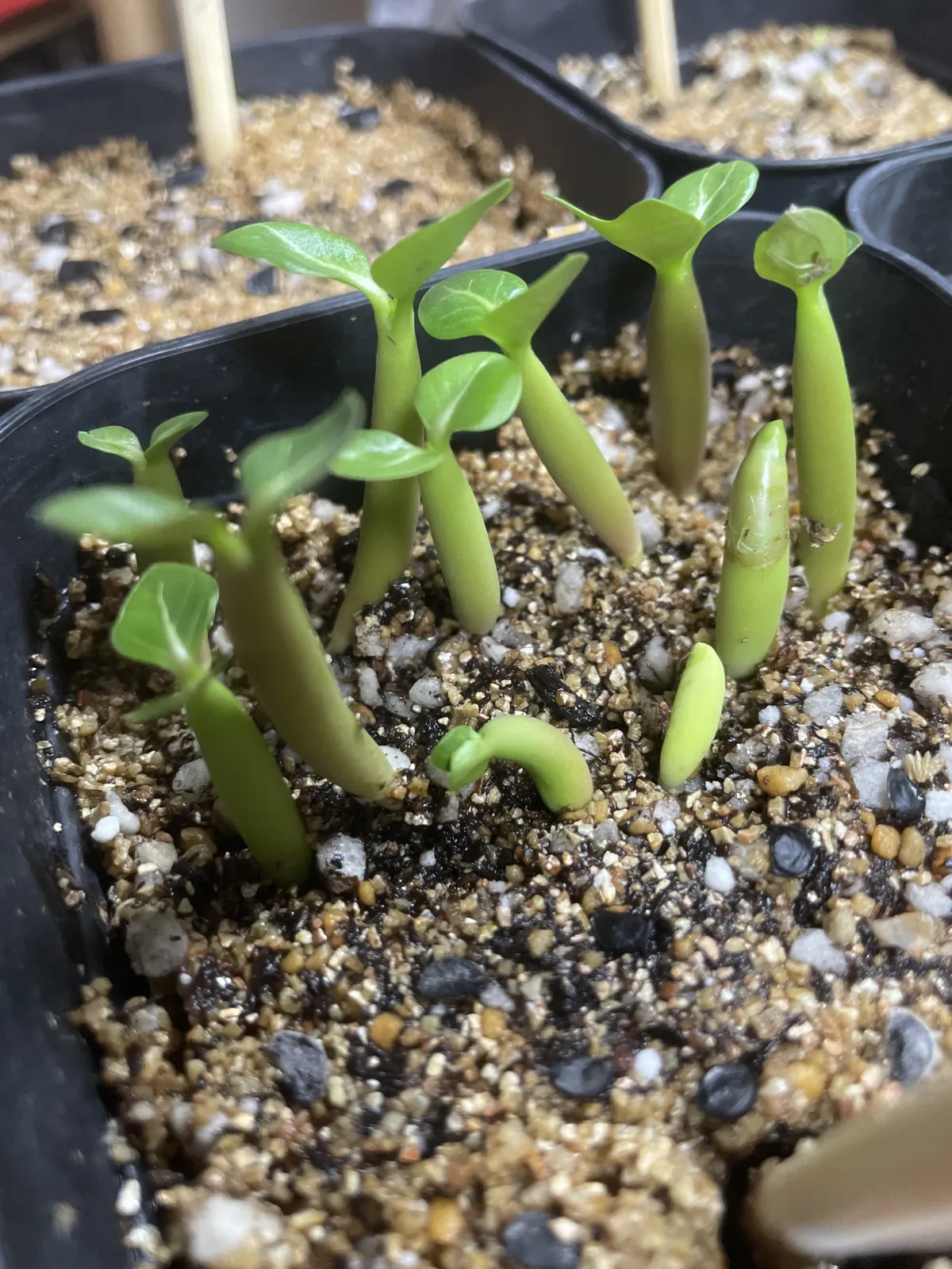 Adenium arabicum black giant (アデニウム アラビカム ブラックジャイアント)