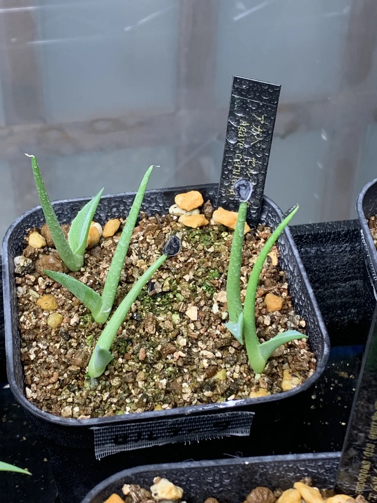 Agave cerulata subsp. cerulata (アガベ セルラータ)