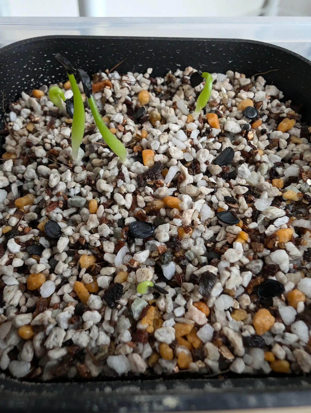 Agave titanota Blue Lot. (アガベ チタノタブルー)