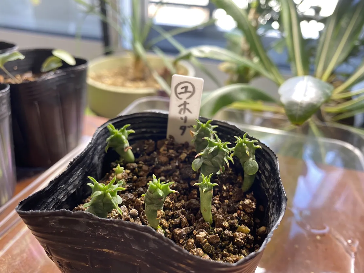 Euphorbia horrida var. norveldensis (ユーフォルビア ホリダ ノーベルデンシス)