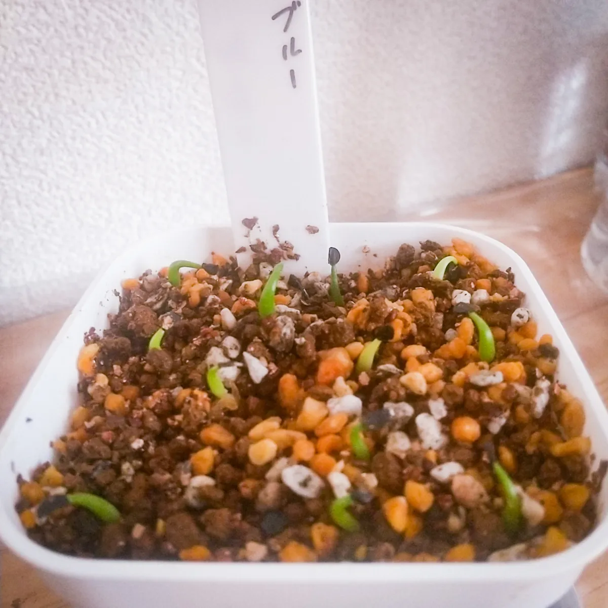 Agave titanota Blue Lot. (アガベ チタノタブルー)
