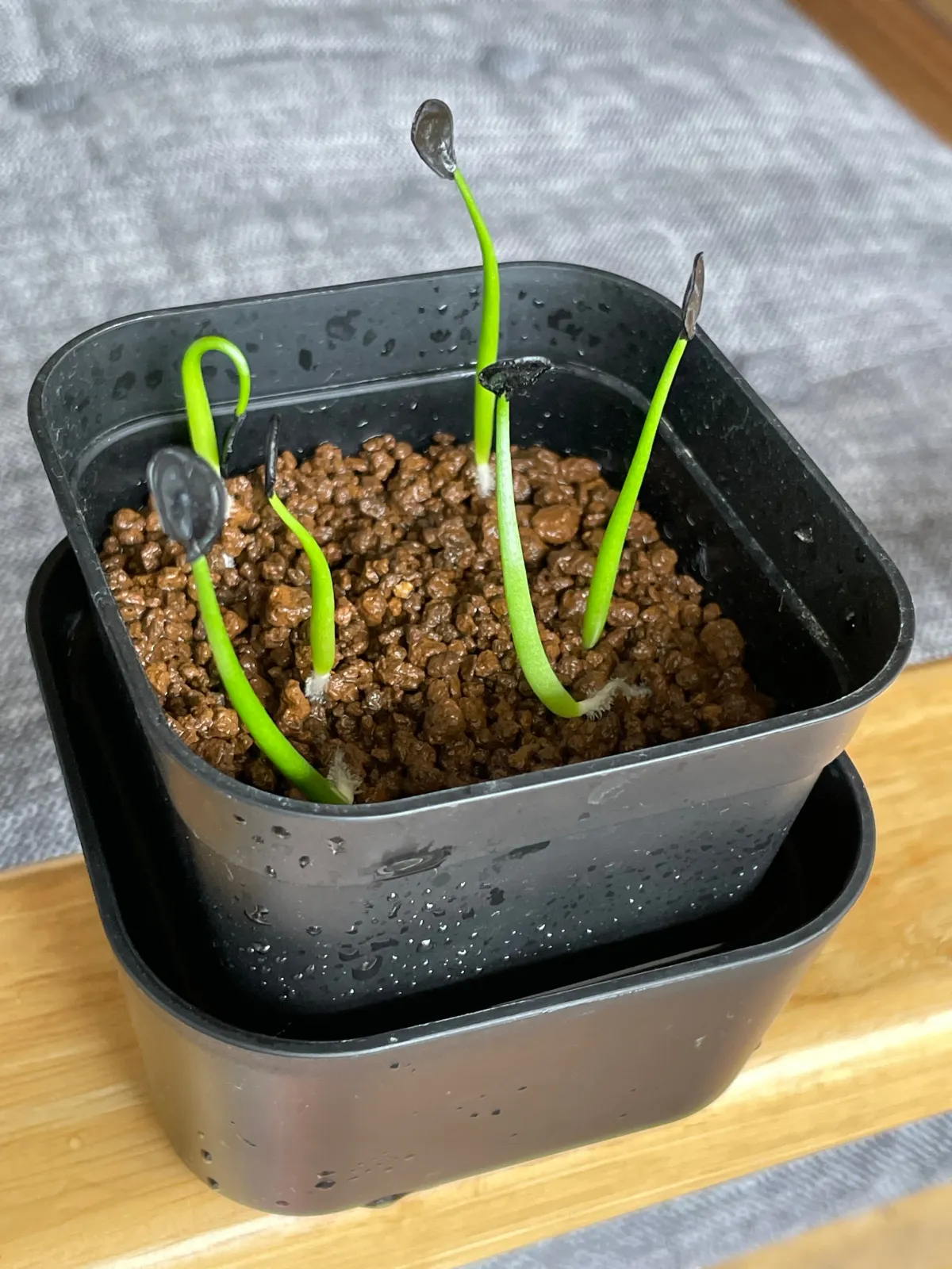 Agave salmiana var. ferox (アガベ フェロックス)