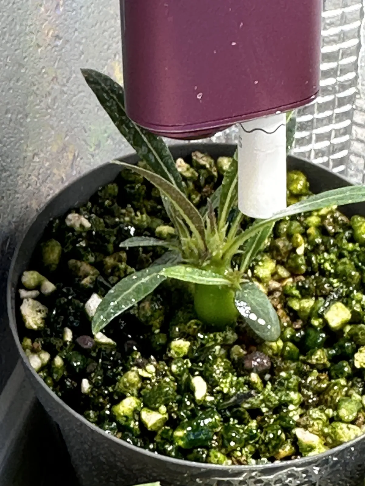 Pachypodium rosulatum ssp. makayense (パキポディウム マカイエンセ)