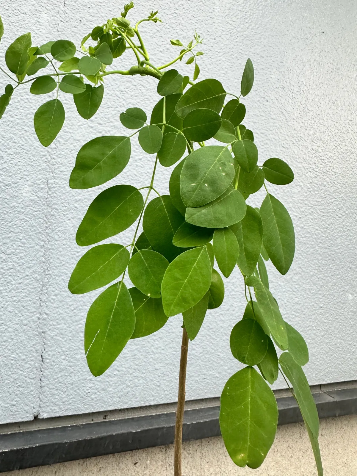 Moringa stenopetala (モリンガ ステノペタラ)