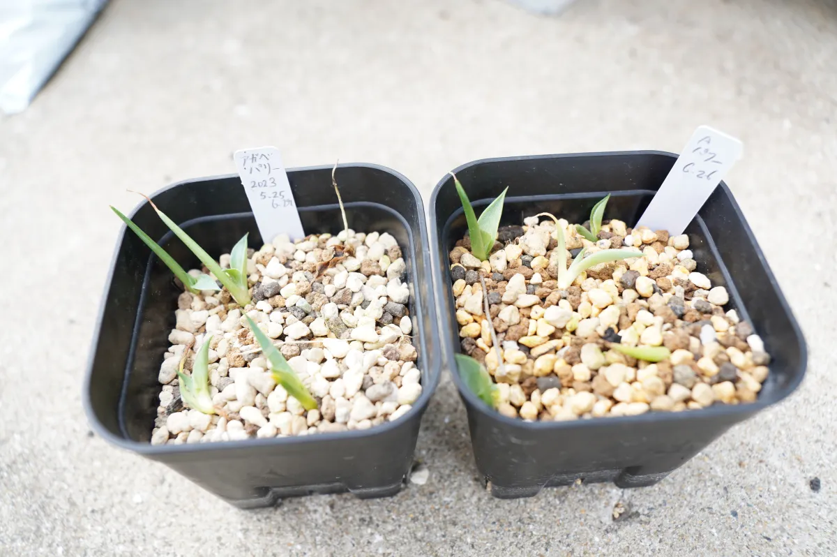 Agave parryi ssp. parryi (アガベ パリー)
