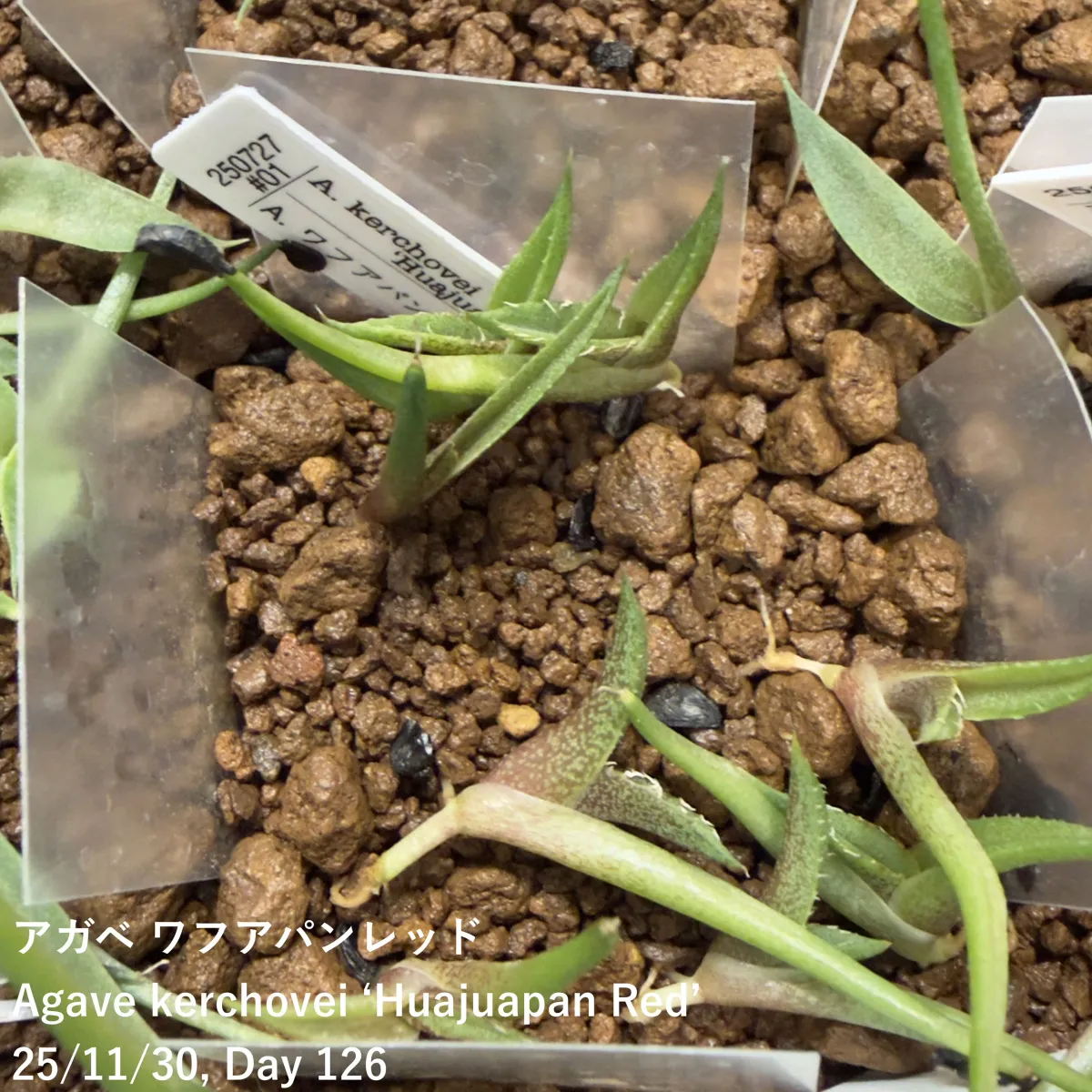 Agave kerchovei (アガベ ワフアパンレッド)