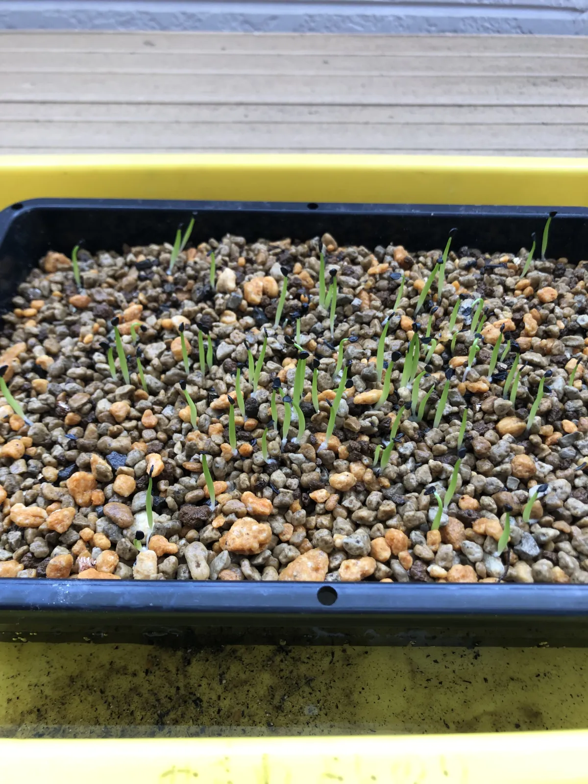 Agave titanota Blue Lot. (アガベ チタノタブルー)