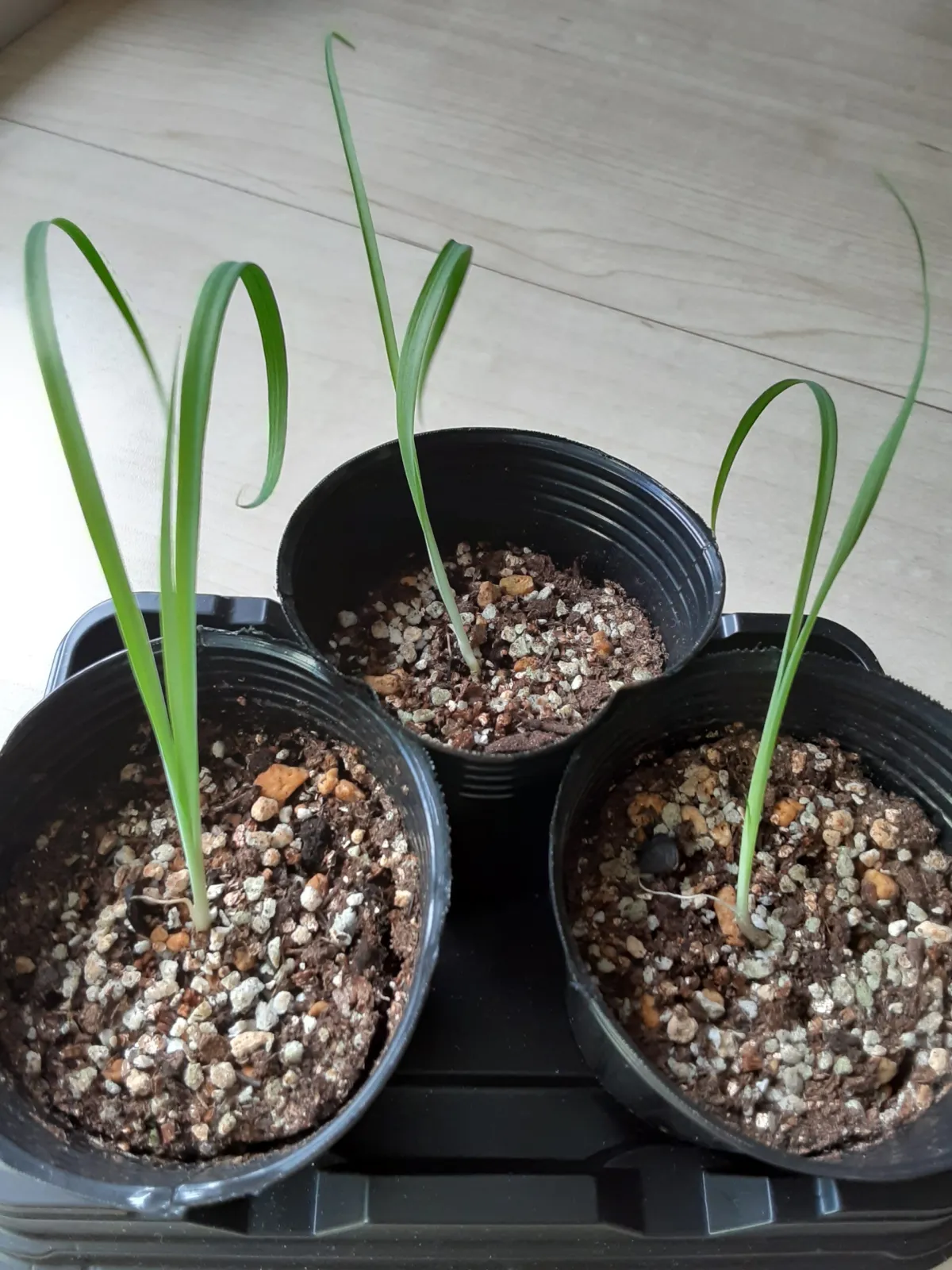 Yucca rigida