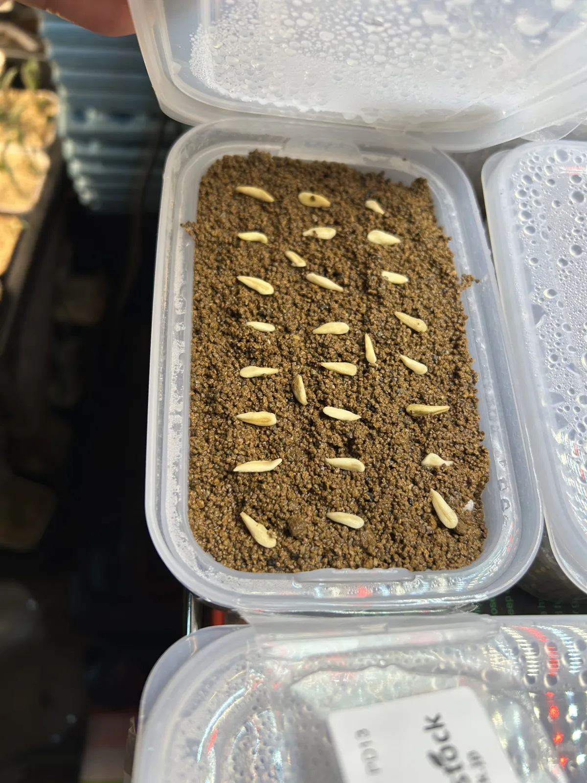 Pachypodium lamerei (パキポディウム ラメレイ)
