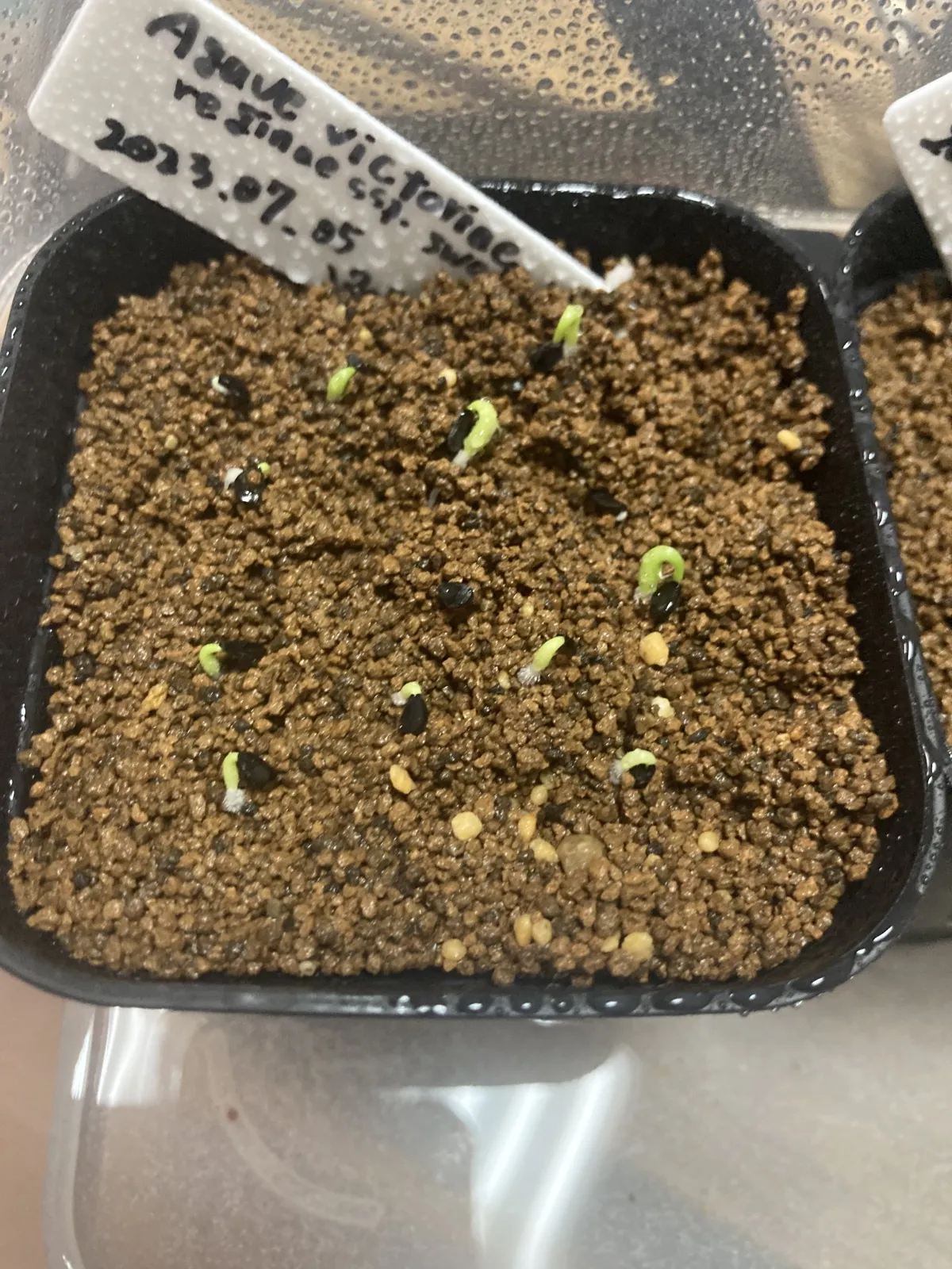 Agave victoriae-reginae ssp. victoriae-reginae (アガベ ビクトリアレジーナエ 笹の雪)