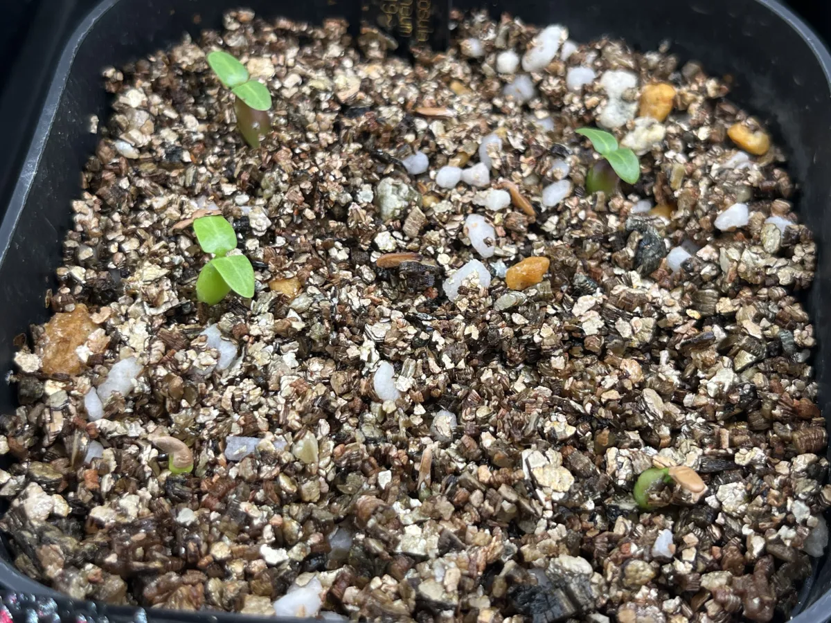 Pachypodium rosulatum var. eburneum (パキポディウム エブレネウム)