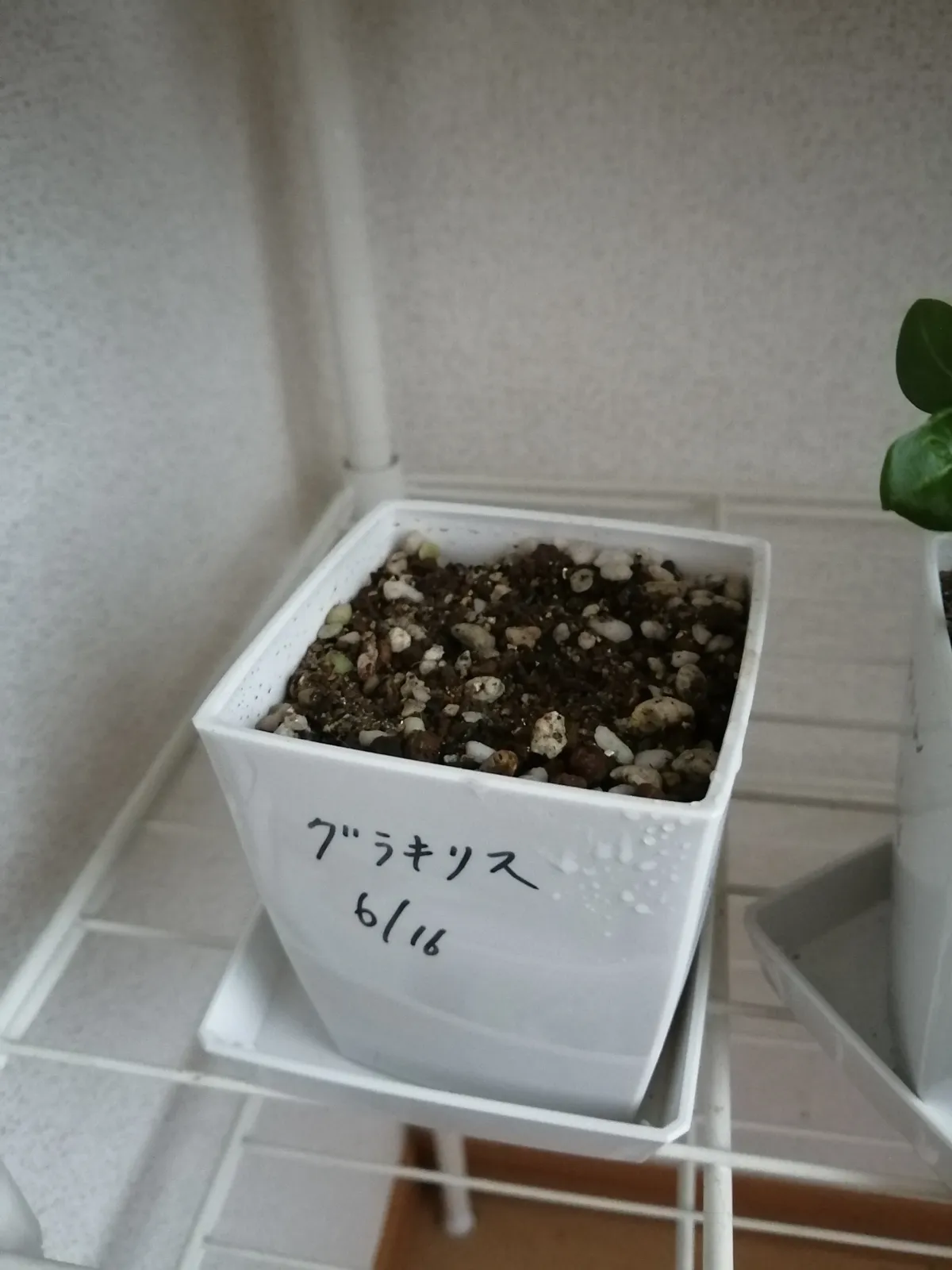 Pachypodium rosulatum var. gracilius ([無料種子] 発芽難 パキポディウム グラキリス　)