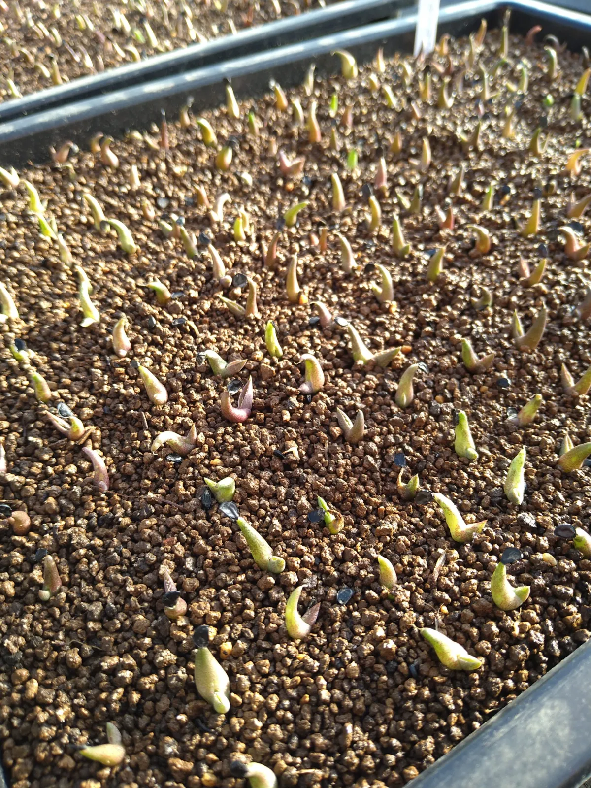 Agave titanota Blue Lot. (アガベ チタノタブルー)