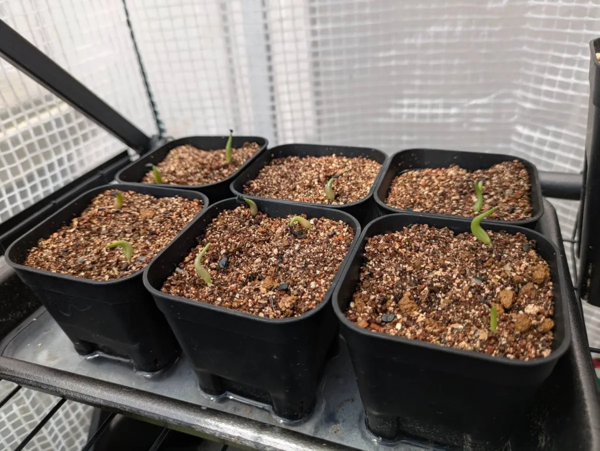 Agave oteroi Lot. (アガベ オテロイ)