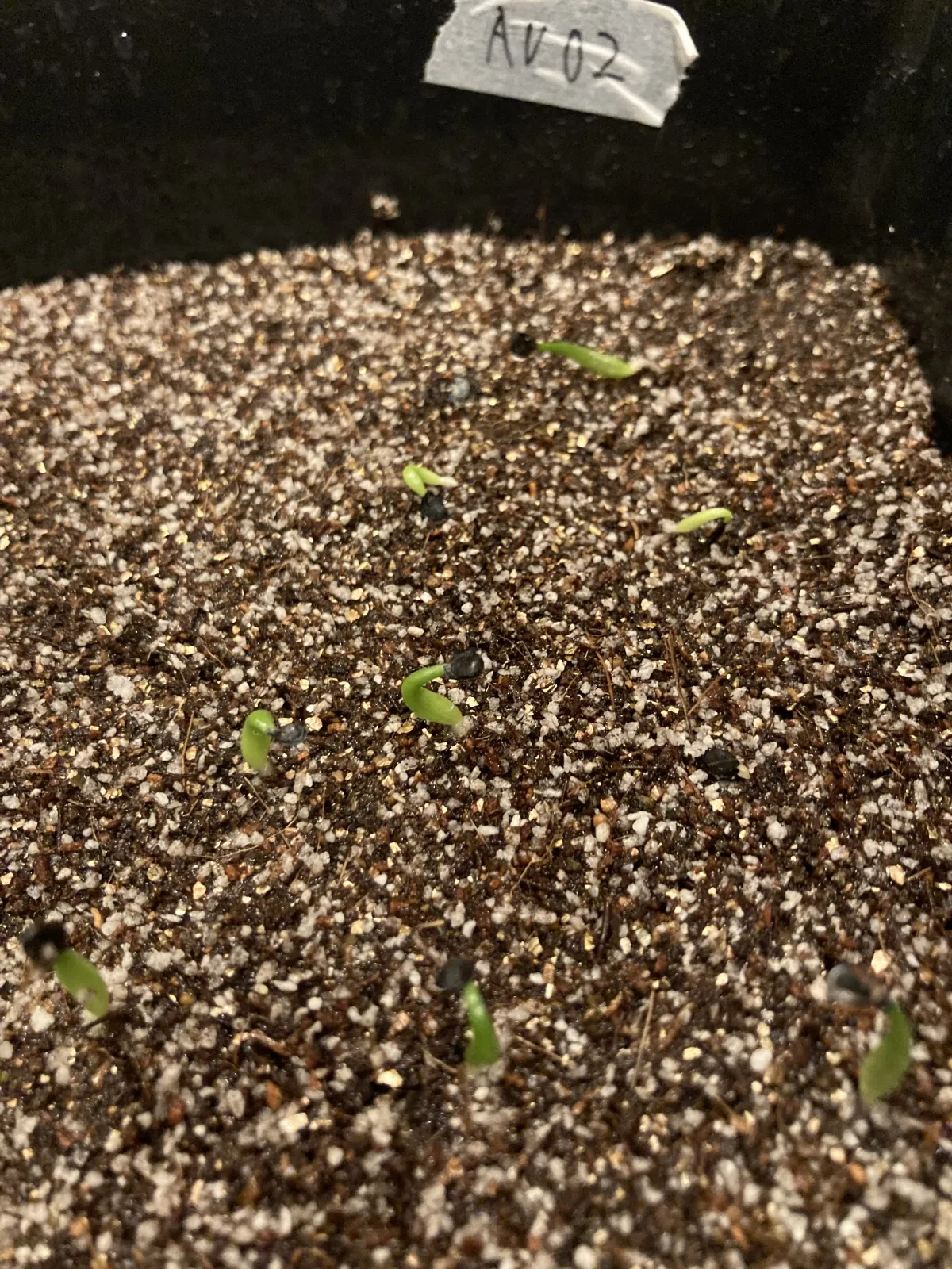 Agave titanota Blue Lot. (アガベ チタノタブルー)