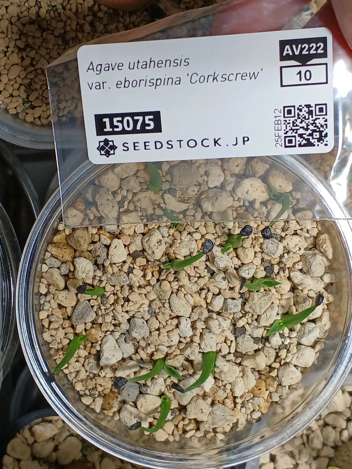 Agave utahensis var. eborispina Corkscrew (アガベ ユタエンシスコークスクリュー)