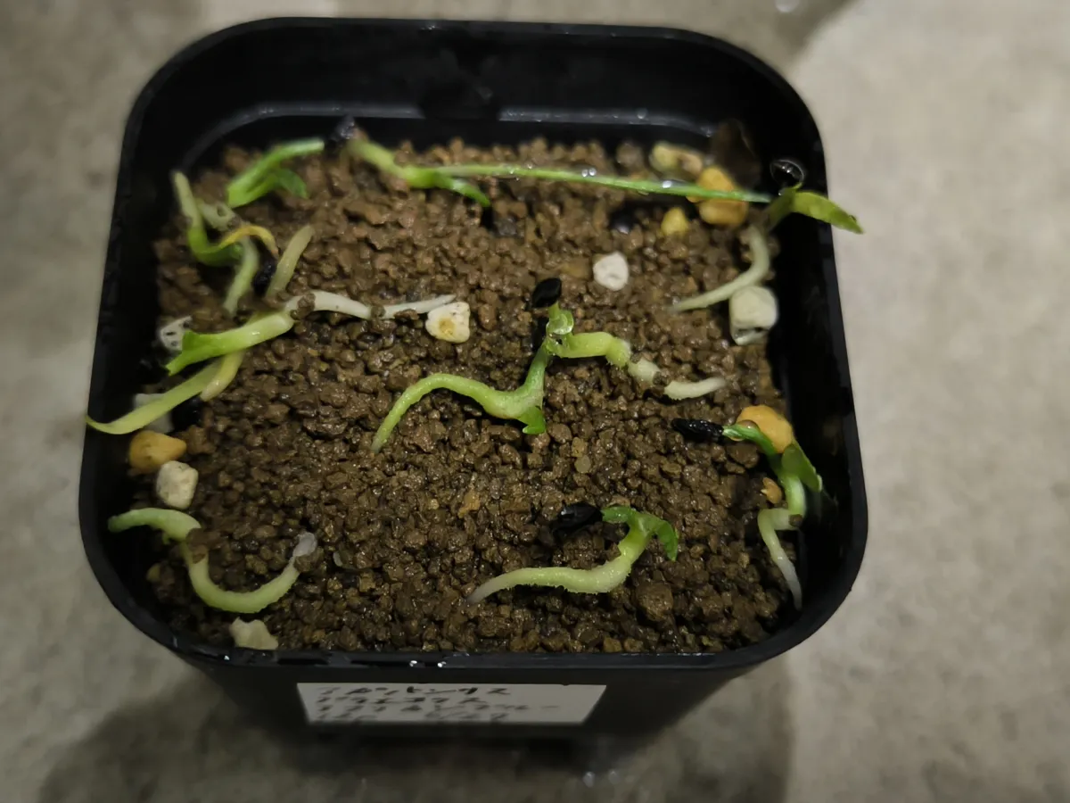Agapanthus praecox (アガパンサス プラエコクス アフリカンブルー)