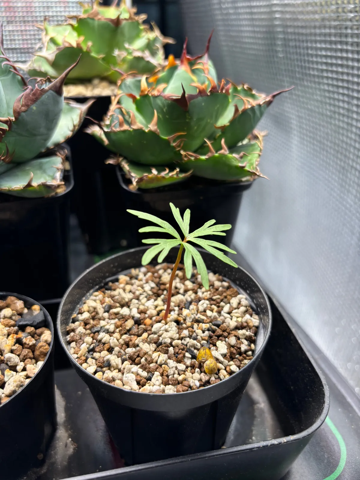 Bursera fagaroides (ブルセラ ファガロイデス)