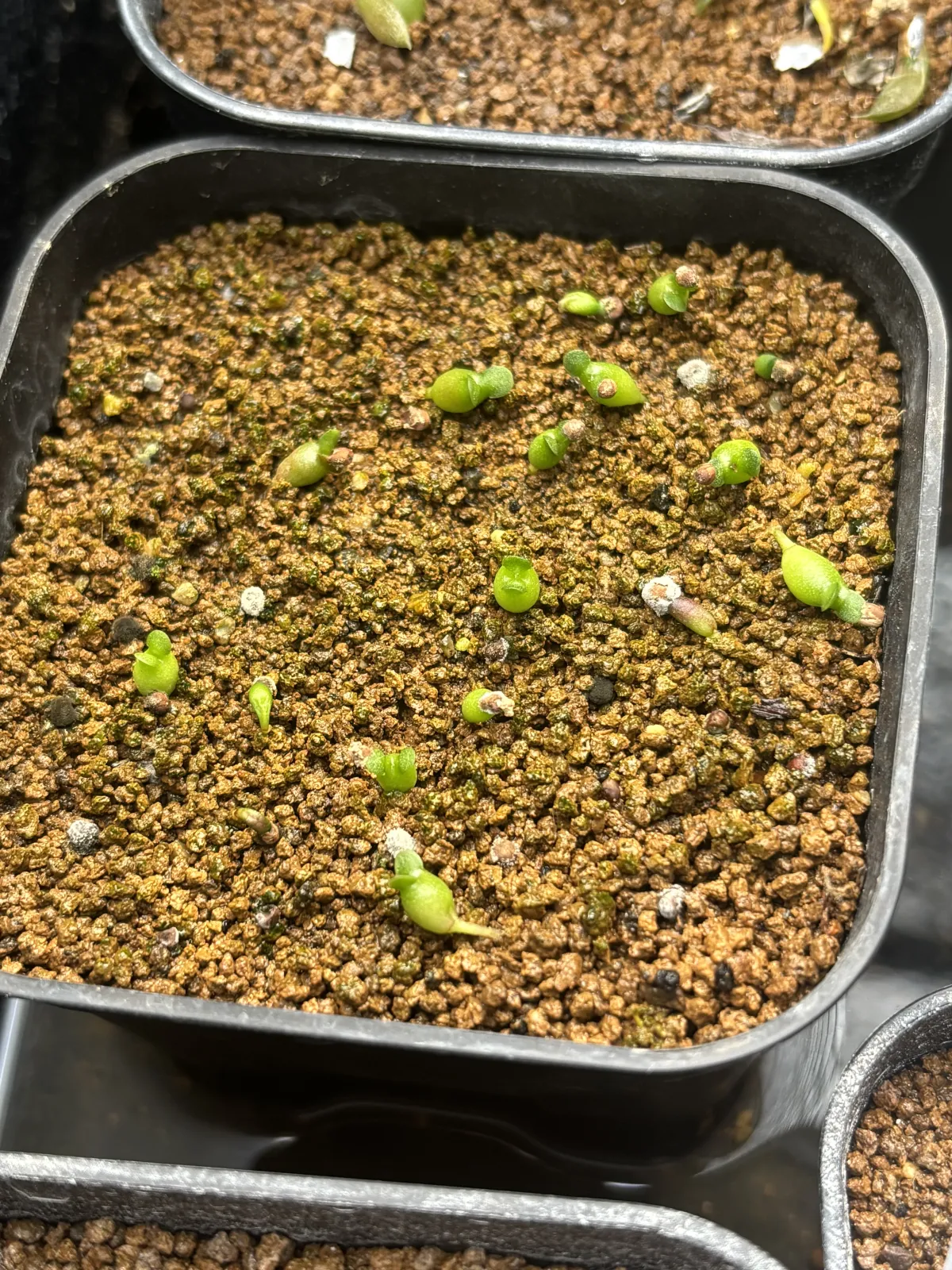 Euphorbia squarosa (ユーフォルビア スクアローサ)