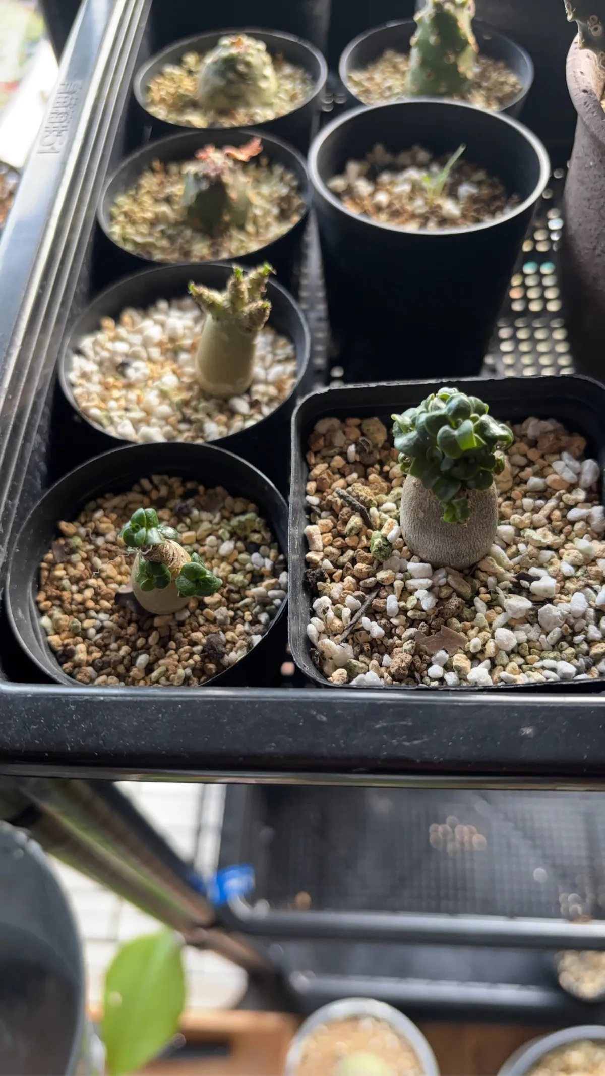 Adenium obesum (アデニウム ドーセットホーン)