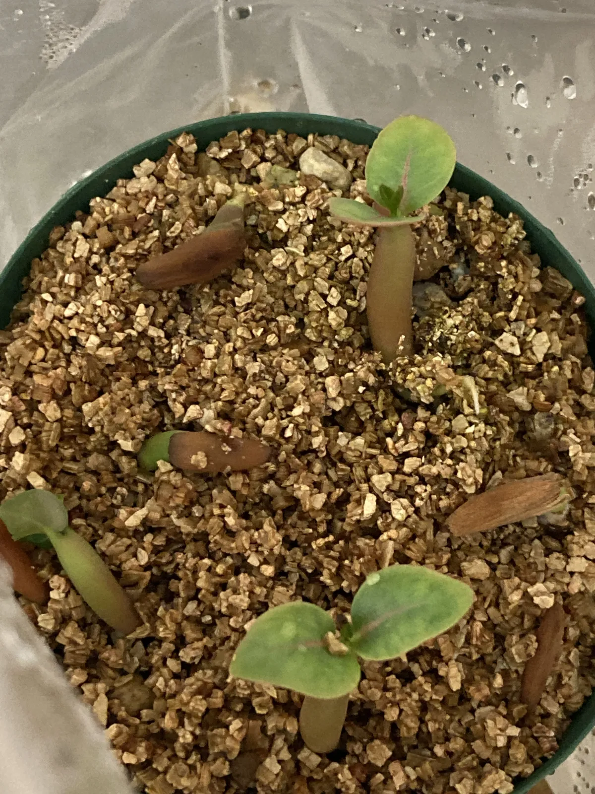 Adenium arabicum Black Dragon (アデニウム ブラックドラゴン)