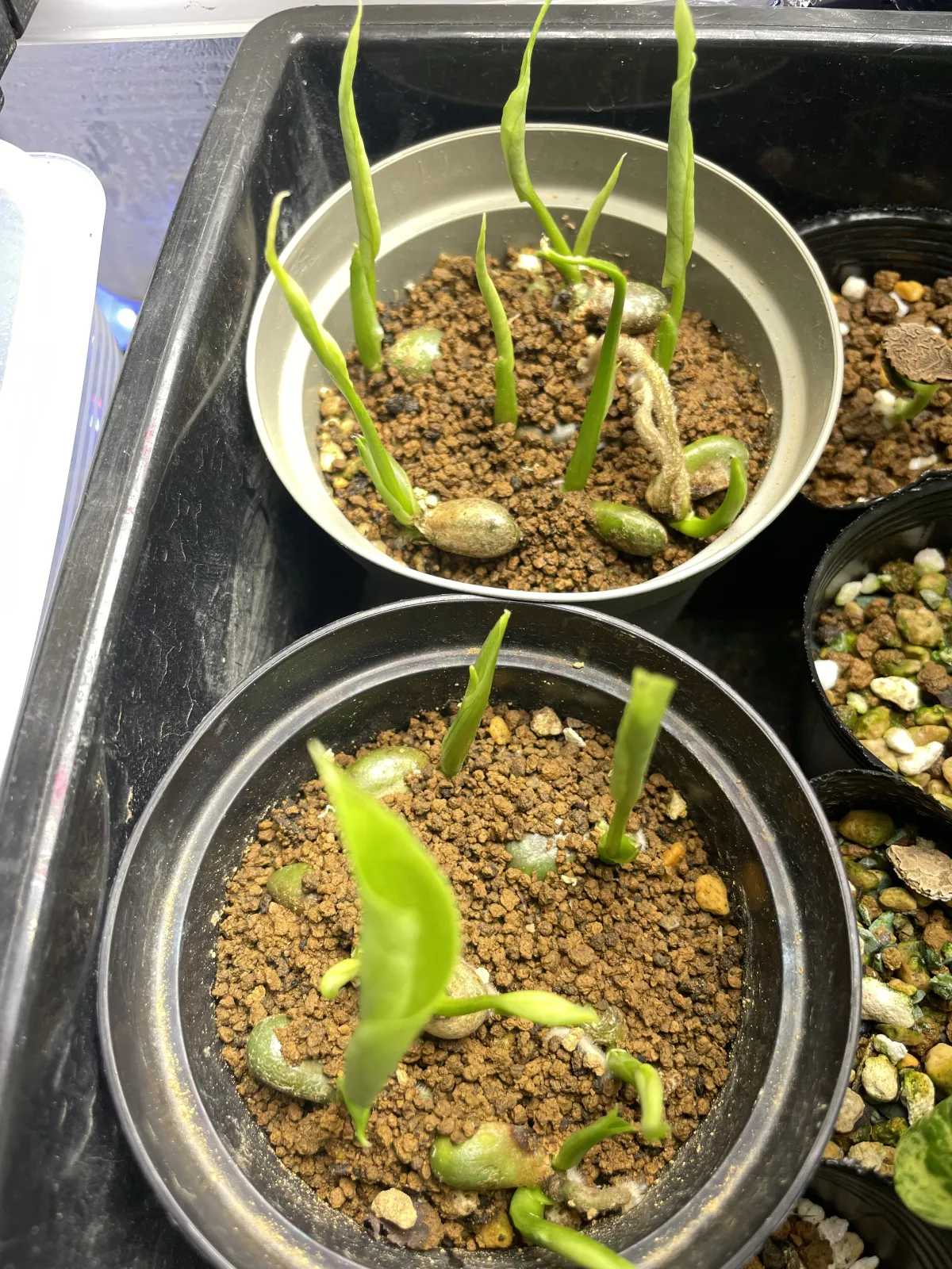 Monstera deliciosa Tauerii (モンステラ タウエリー)