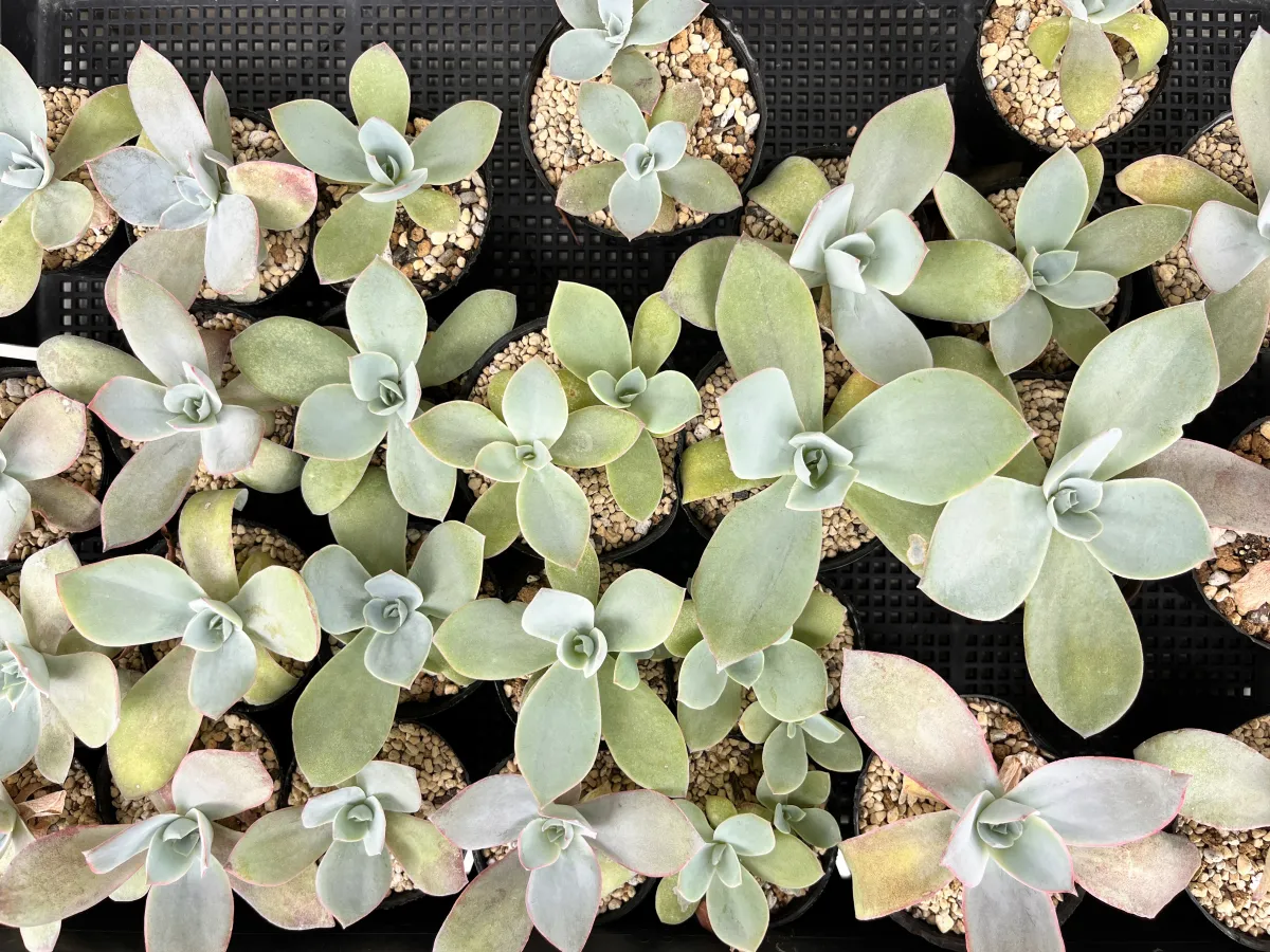 Echeveria cante (エケベリア カンテ)