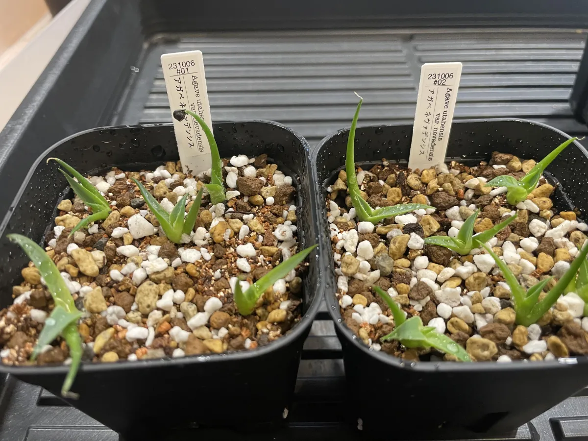 Agave utahensis nevadensis (アガベ ネヴァデンシス)