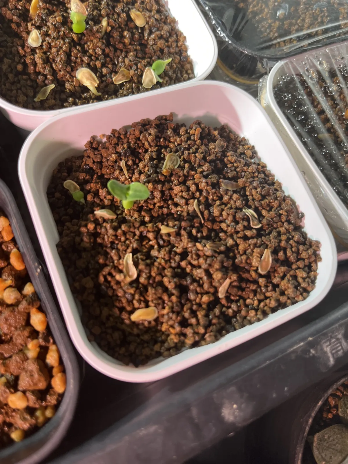 Fockea edulis (フォッケア 火星人)
