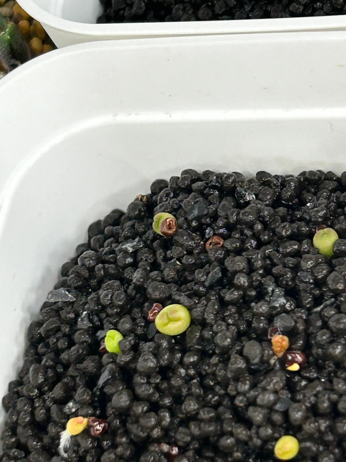 Astrophytum Super Kabuto (アストロフィツム スーパーカブト)