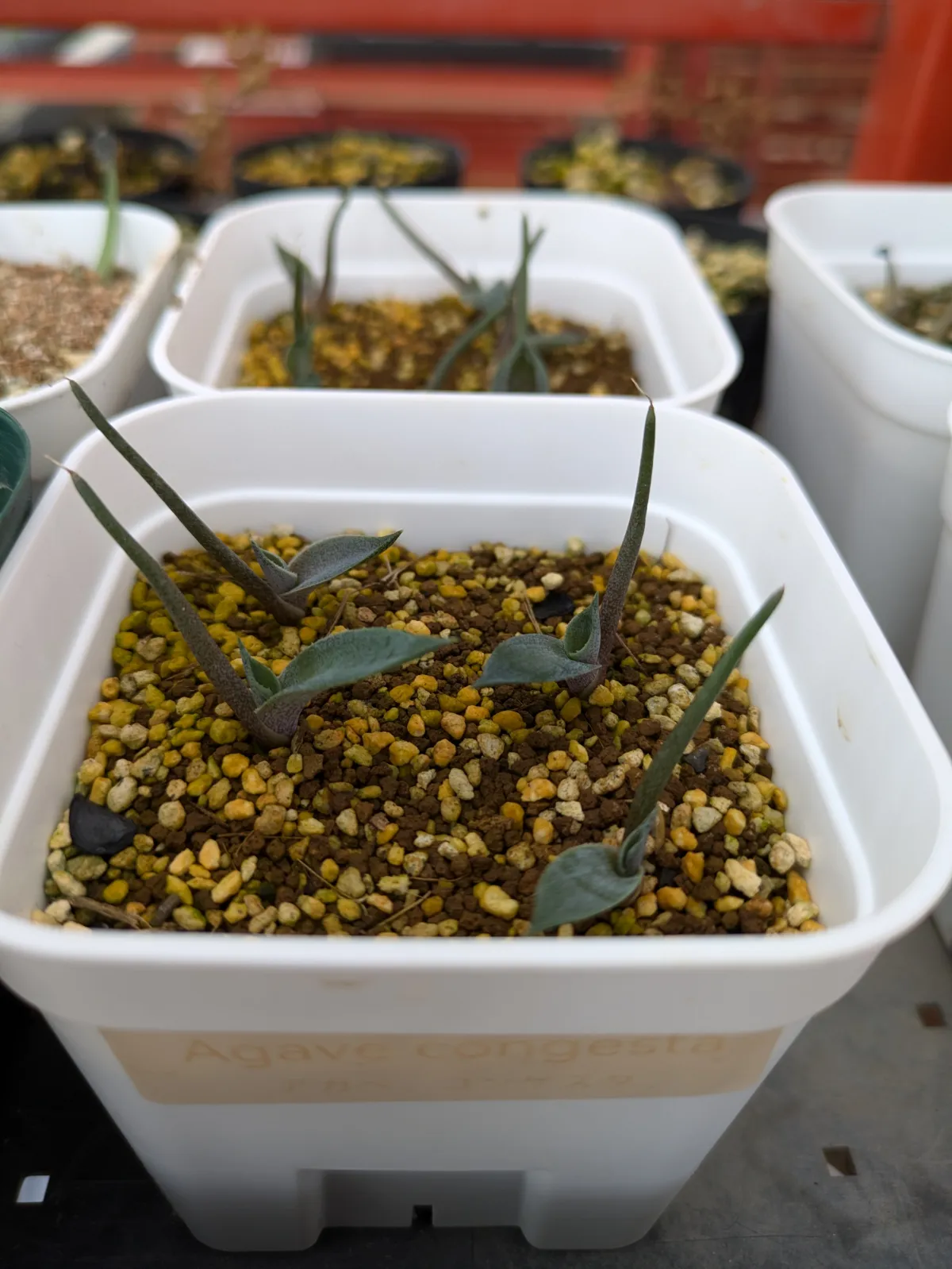 Agave congesta (アガベ コンゲスタ)