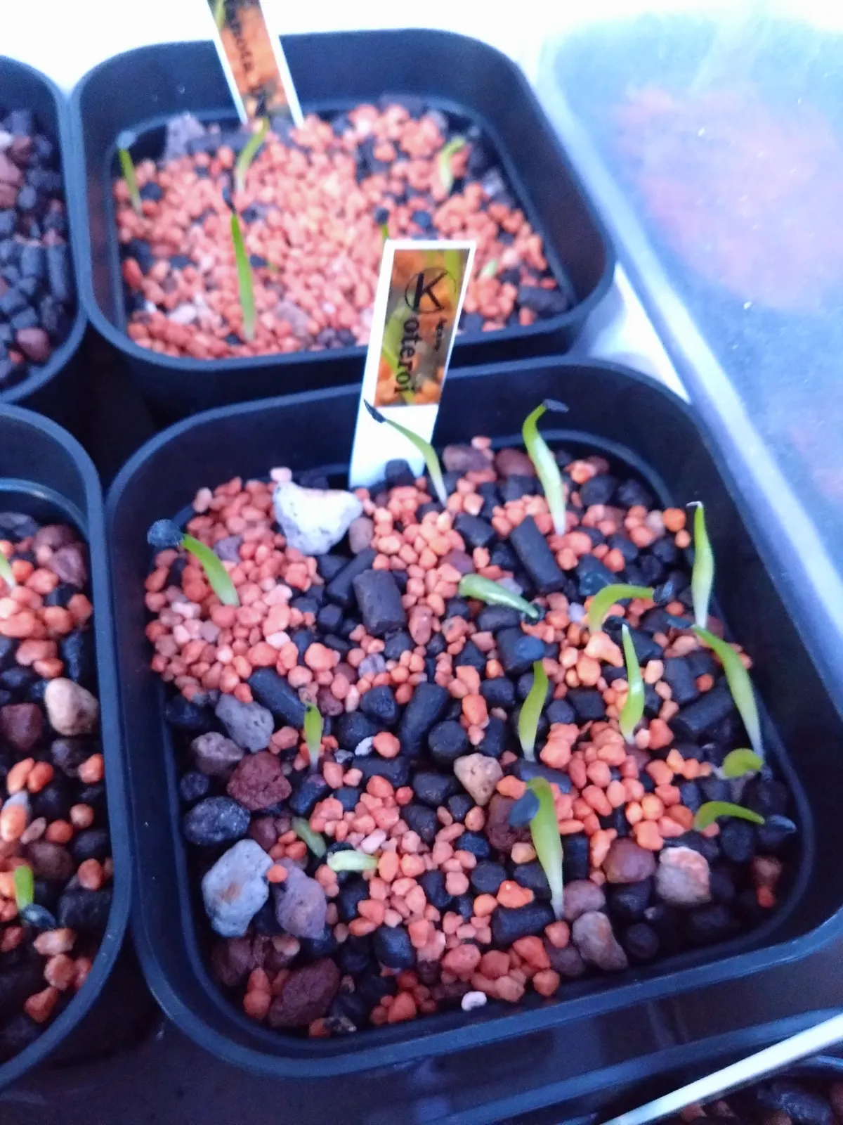 Agave oteroi Lot. (アガベ オテロイ)