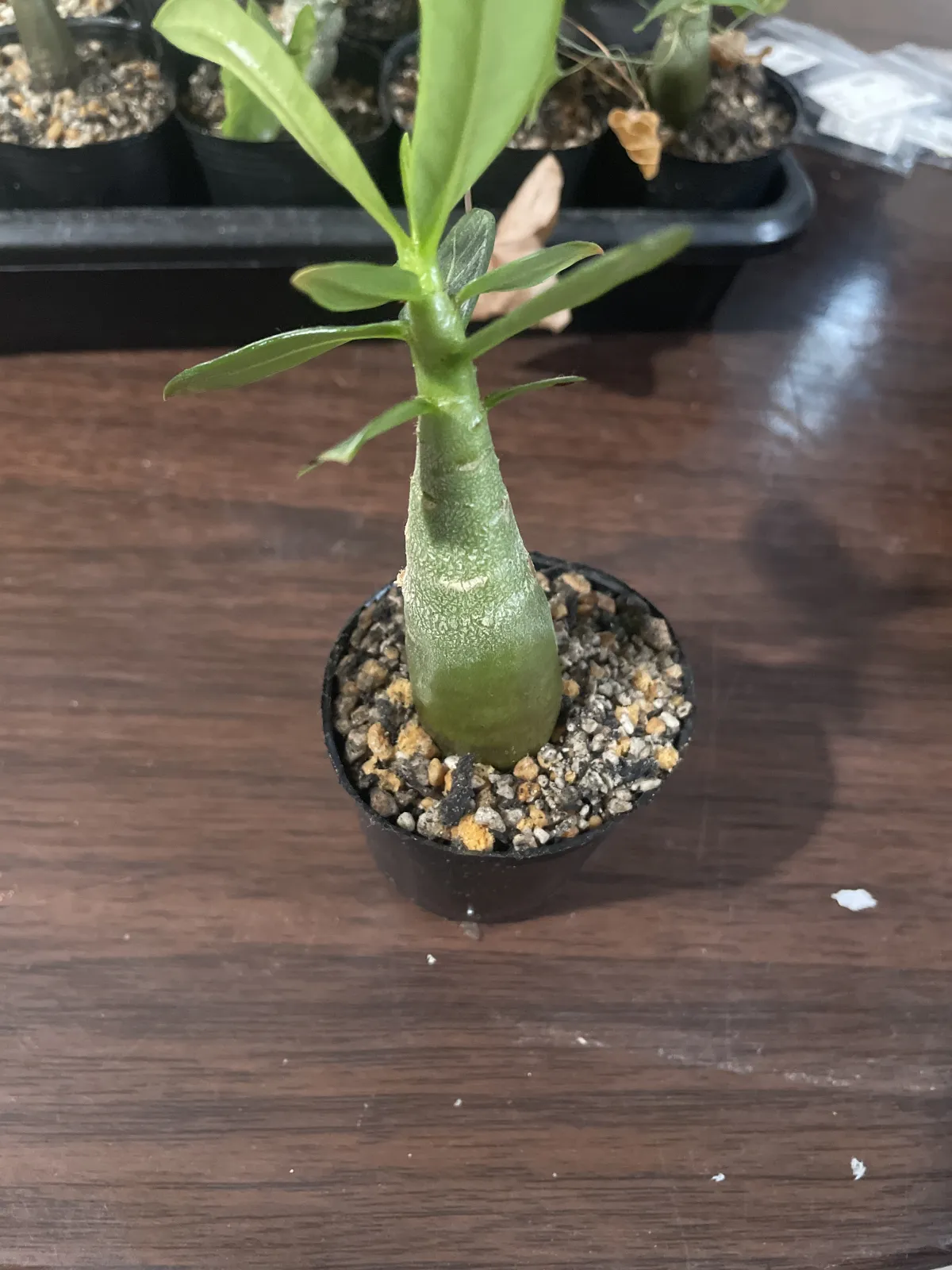 YLB Adenium arabicum Yak Lop Buri (アデニウム アラビカム)