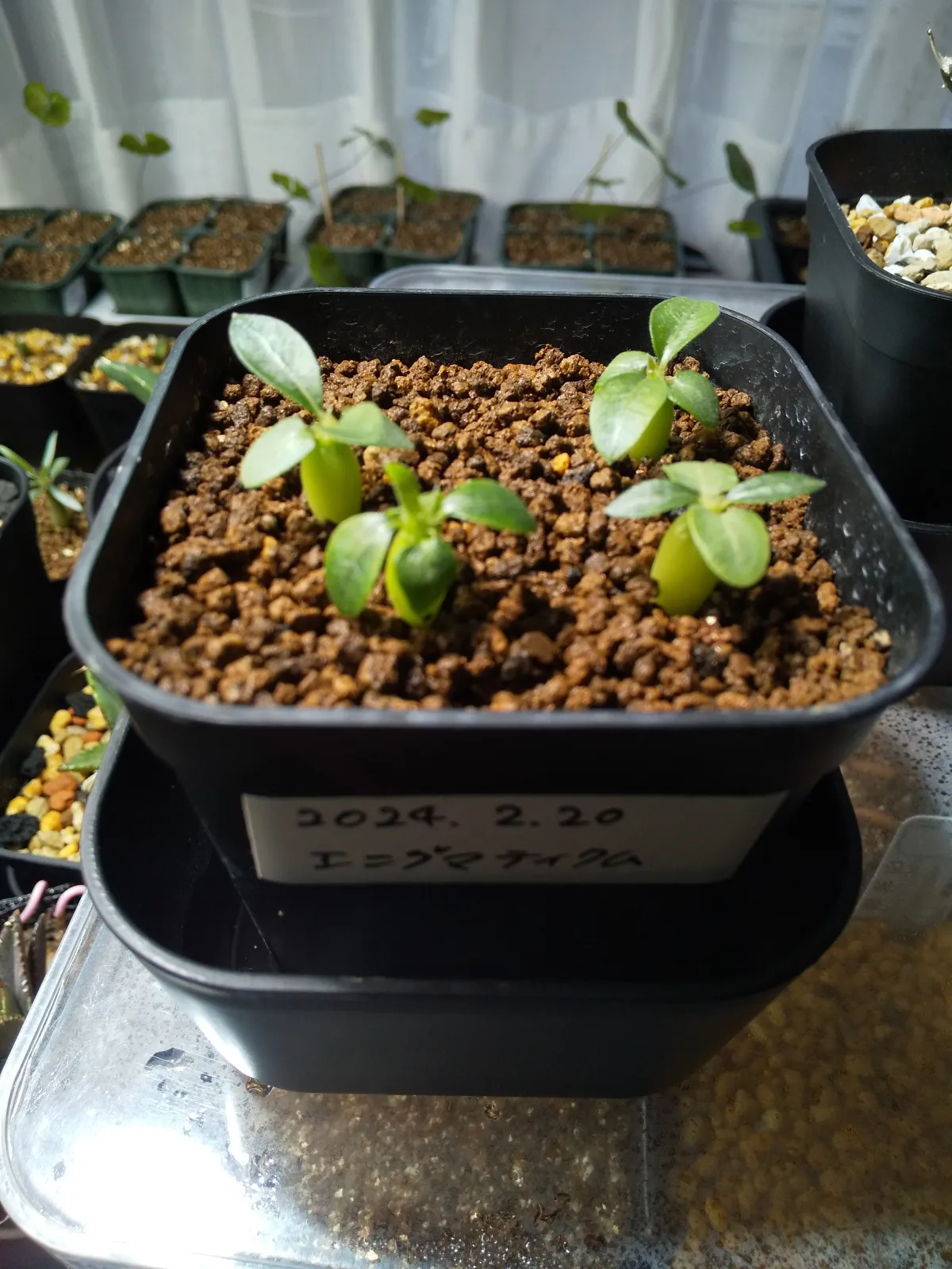 Pachypodium enigmaticum (パキポディウム エニグマチカム)