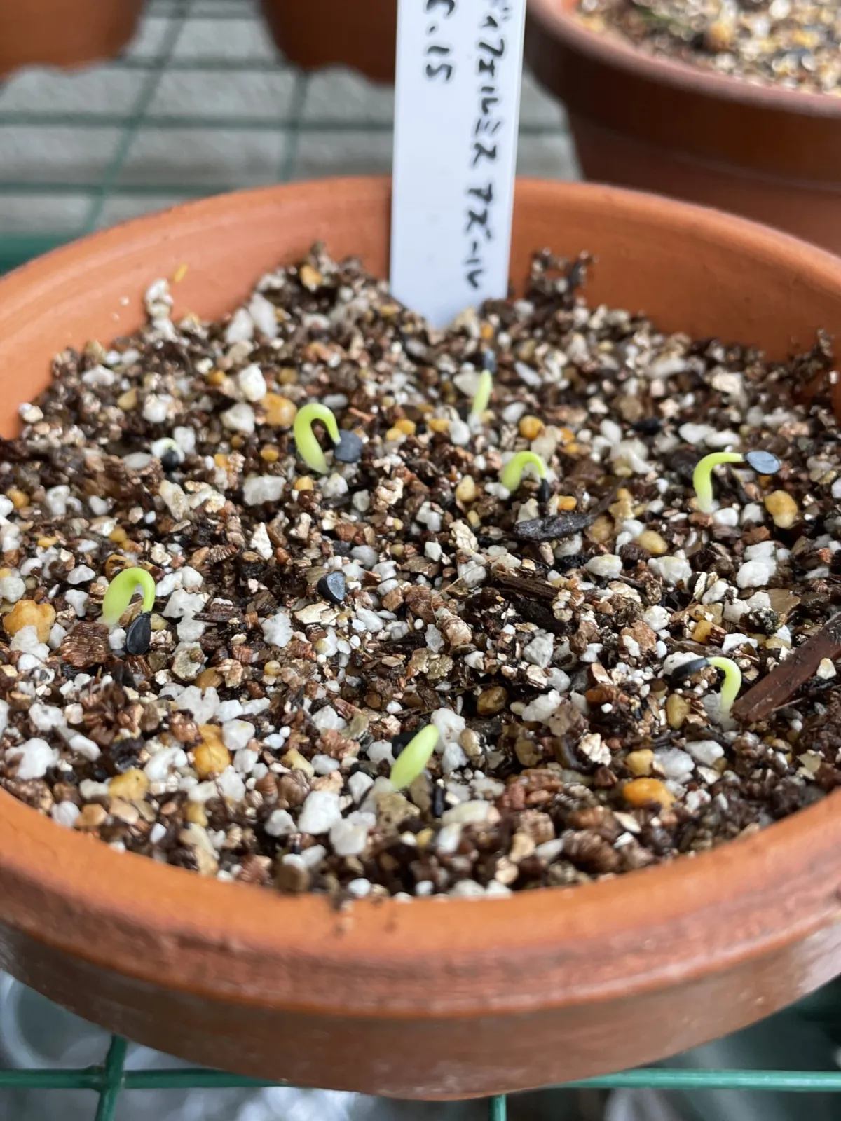 Agave difformis (アガベ ディフォルミス アズール)
