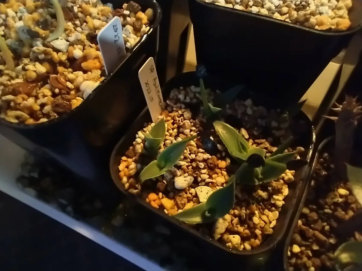 Agave sp. (アガベ アズールモントレー)