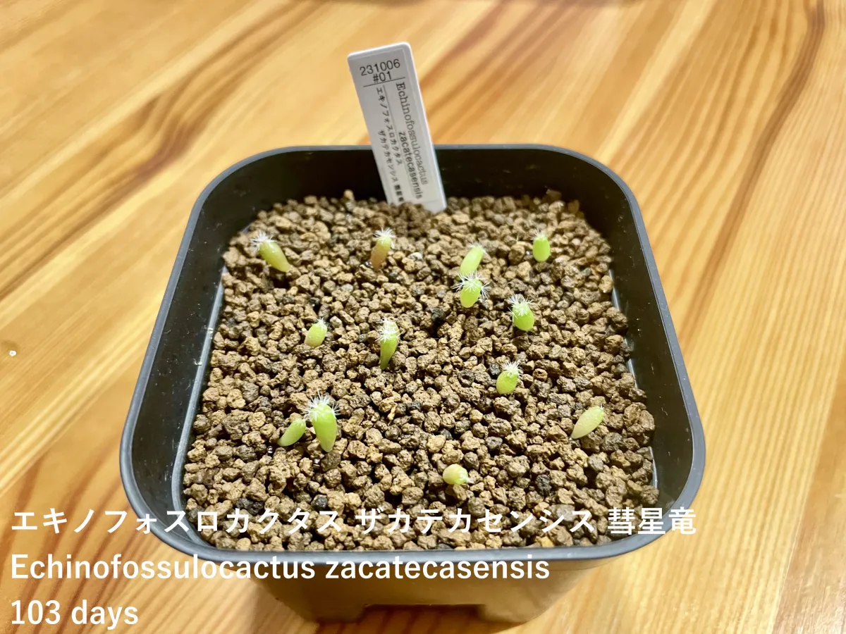 Echinofossulocactus zacatecasensis (エキノフォスロカクタス ザカテカセンシス)