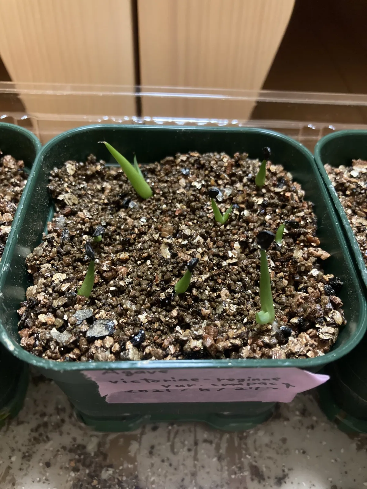 Agave victoriae-reginae var. compact (アガベ ビクトリアレジーナコンパクト)