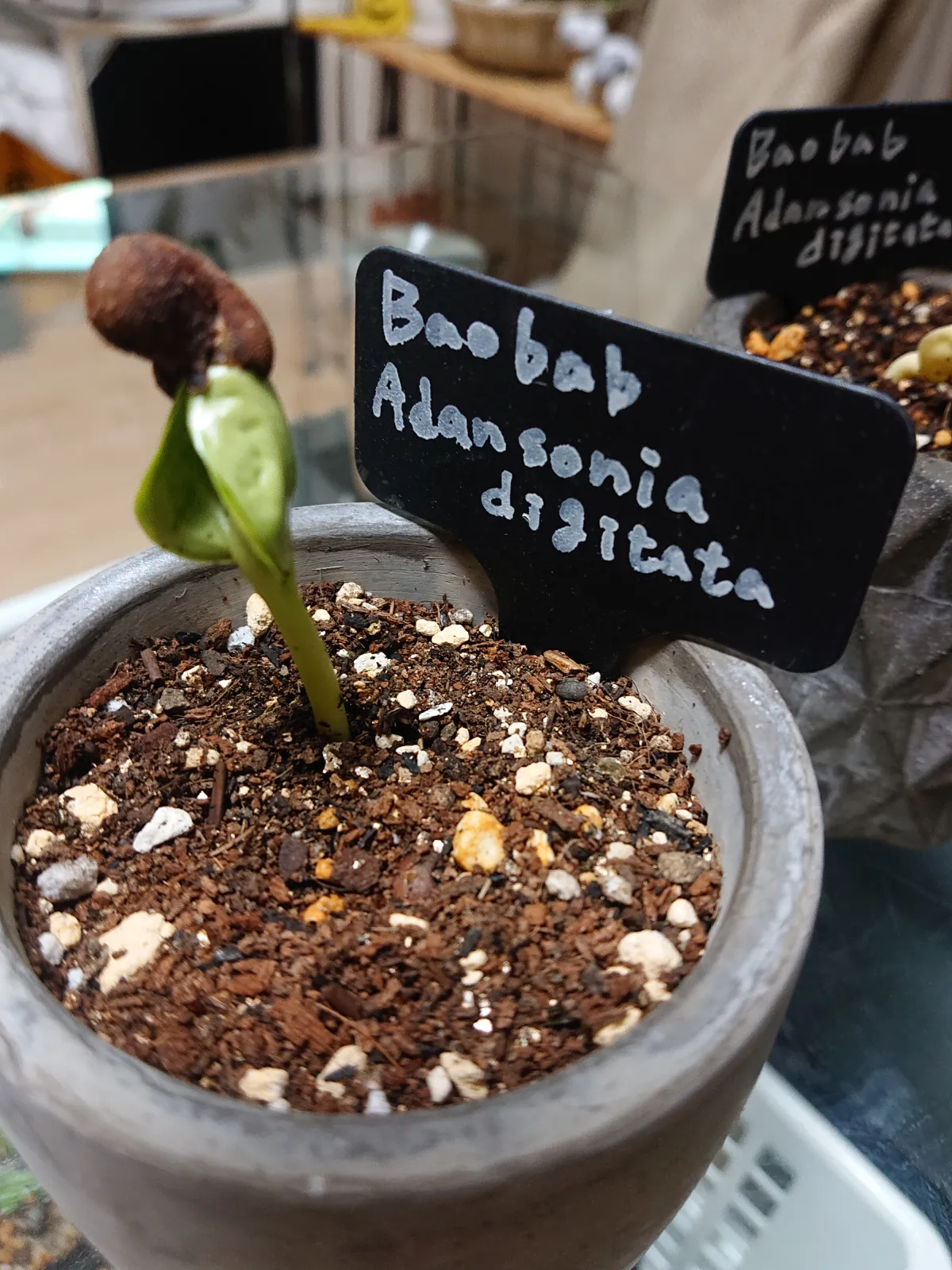 Adansonia digitata (アダンソニア（バオバブ） ディギタータ)