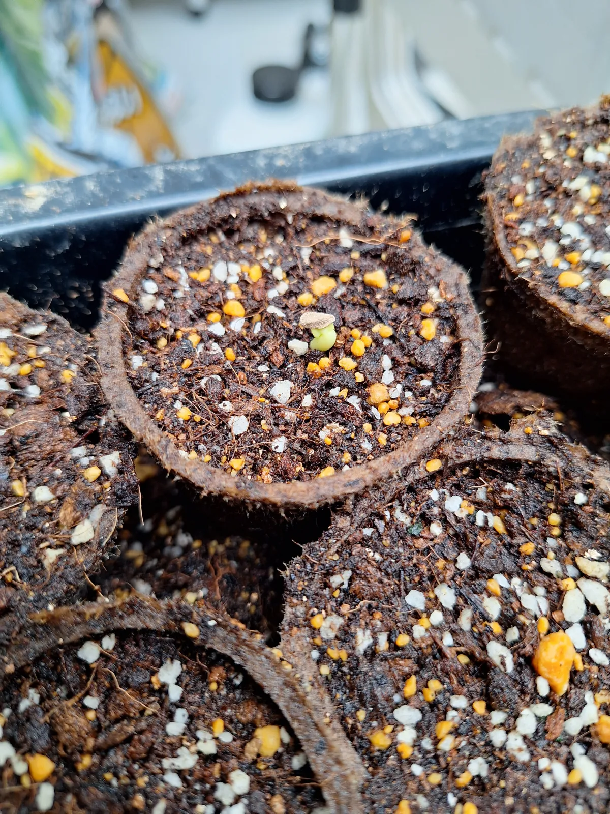Pachypodium succulentum (パキポディウム サキュレンタム)