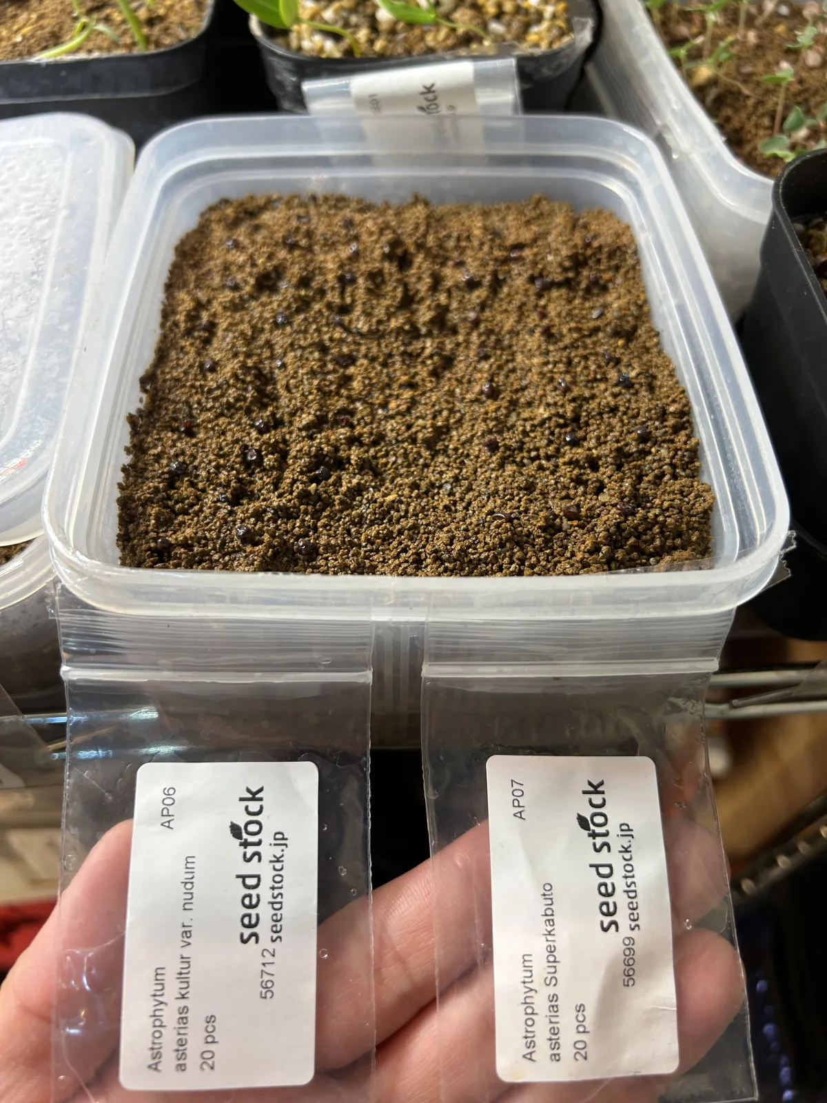 Astrophytum asterias cv. Super kabuto (アストロフィツム スーパー兜)