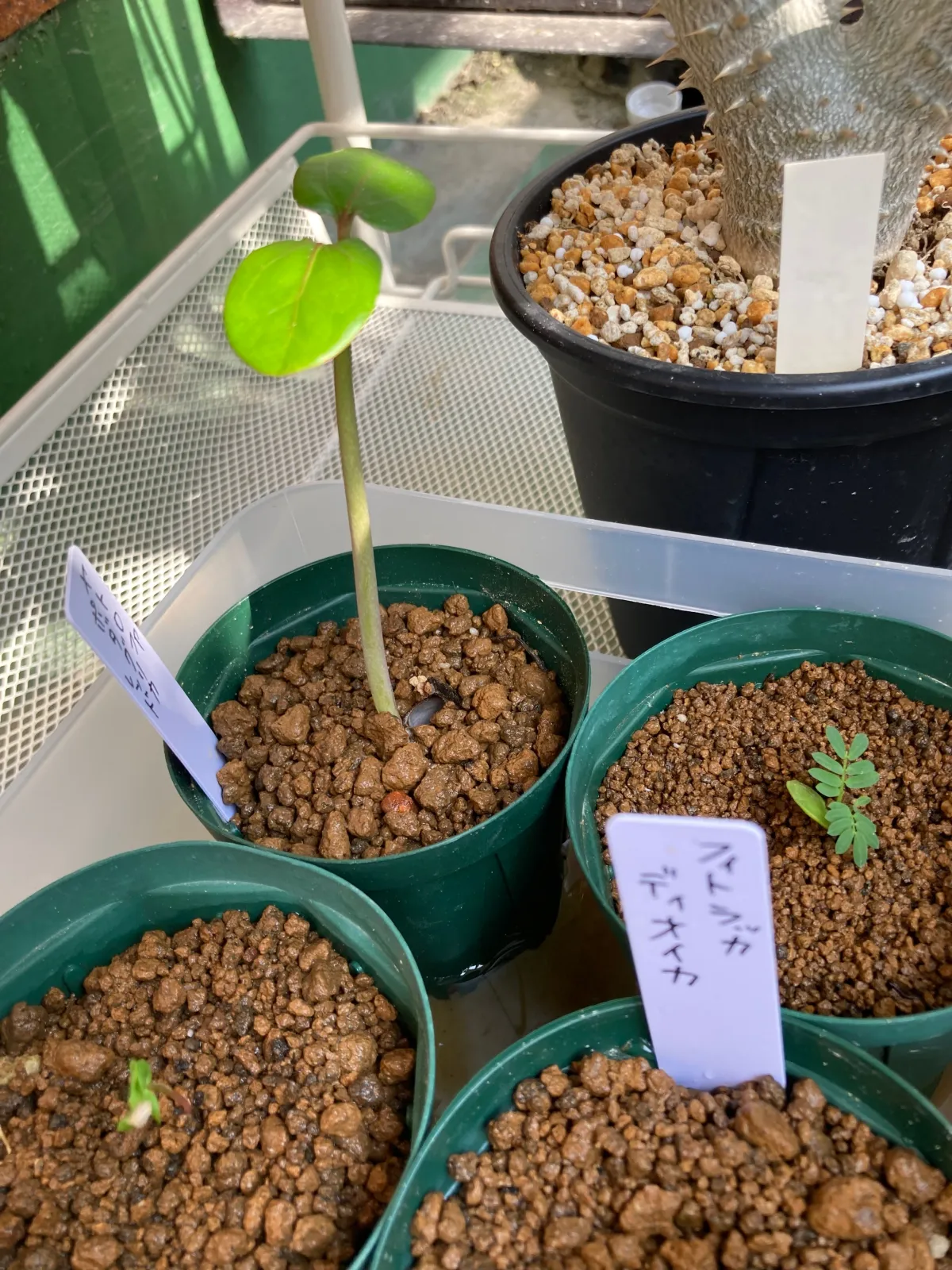Jatropha podagrica red (ヤトロファ ポダグリカ レッド)