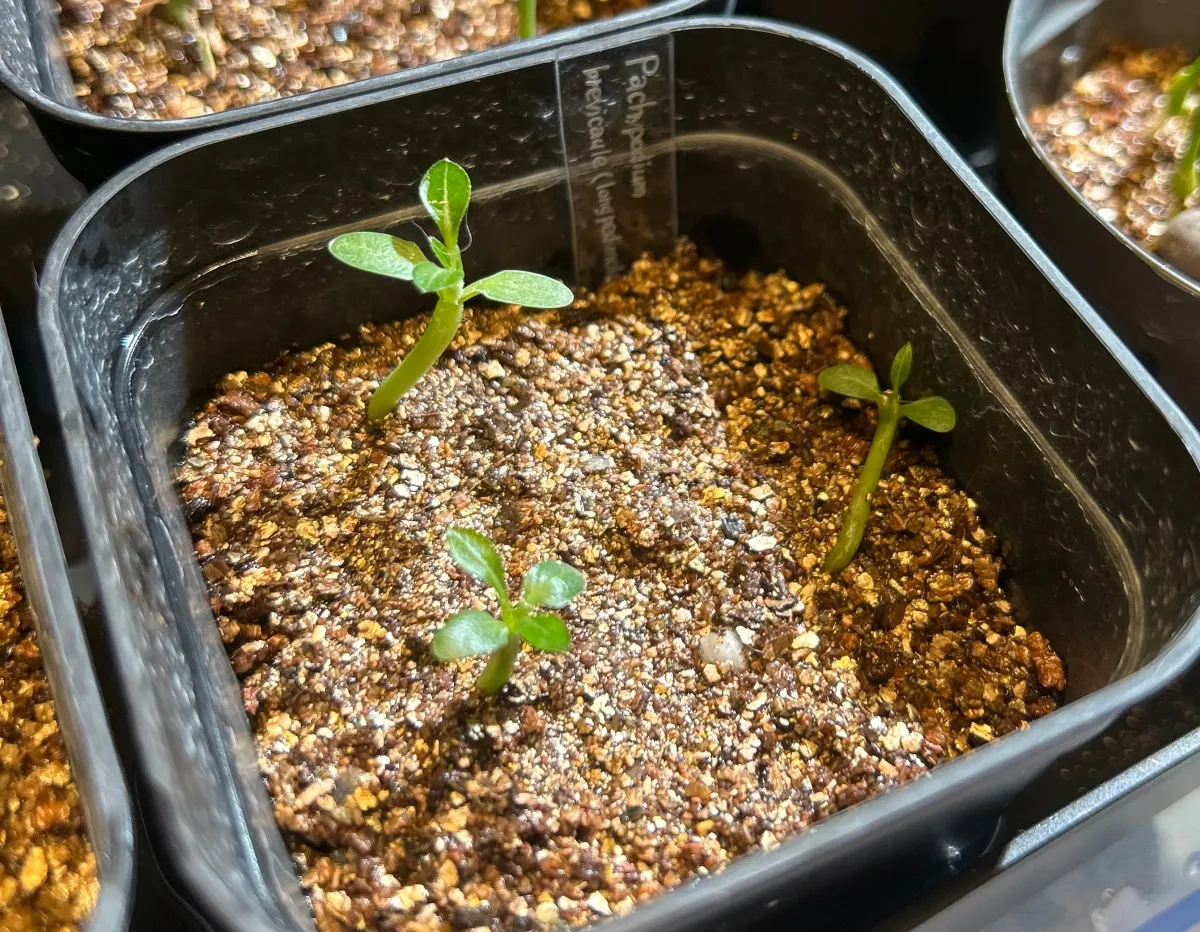 Pachypodium brevicaule (パキポディウム ブレビカウレ（長茎）)