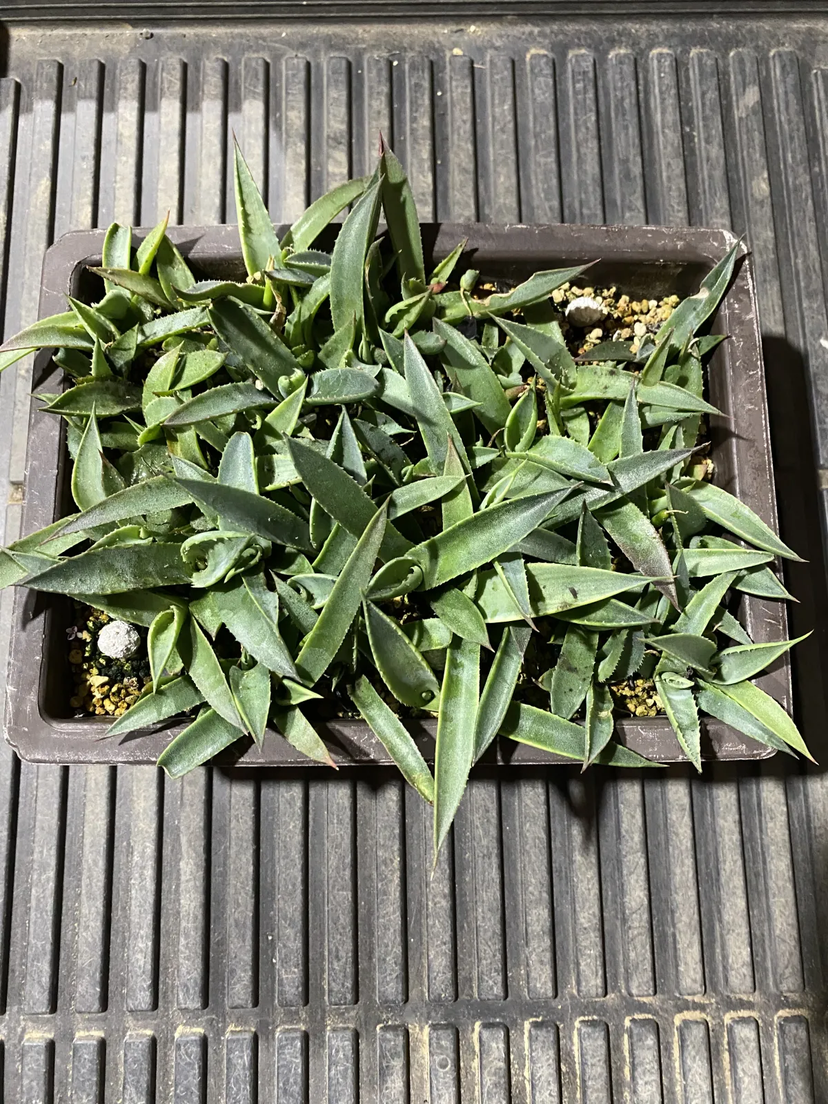 Agave parryi ssp. parryi (アガベ パリー)