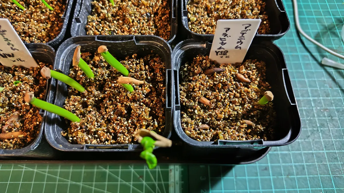 YSB Adenium arabicum Yak Sing Buri (アデニウム アラビカム)