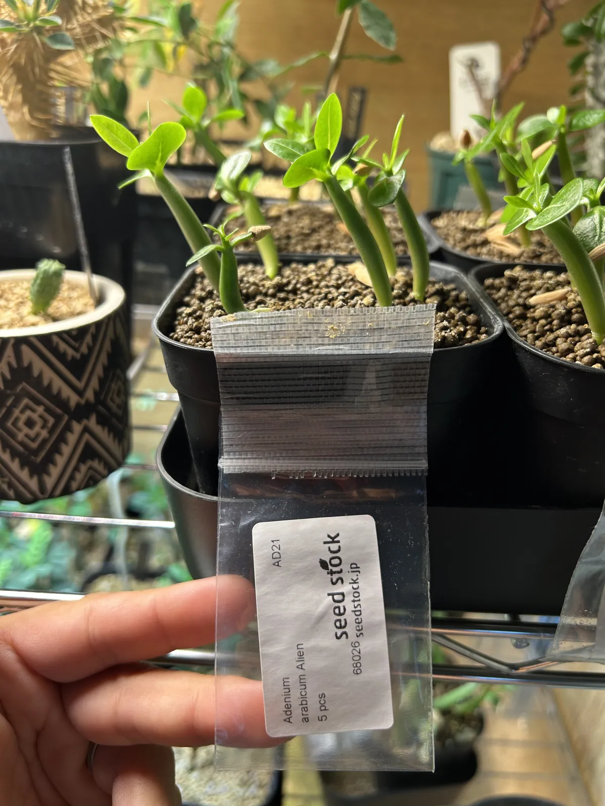 Adenium arabicum Alien (アデニウム エイリアン)