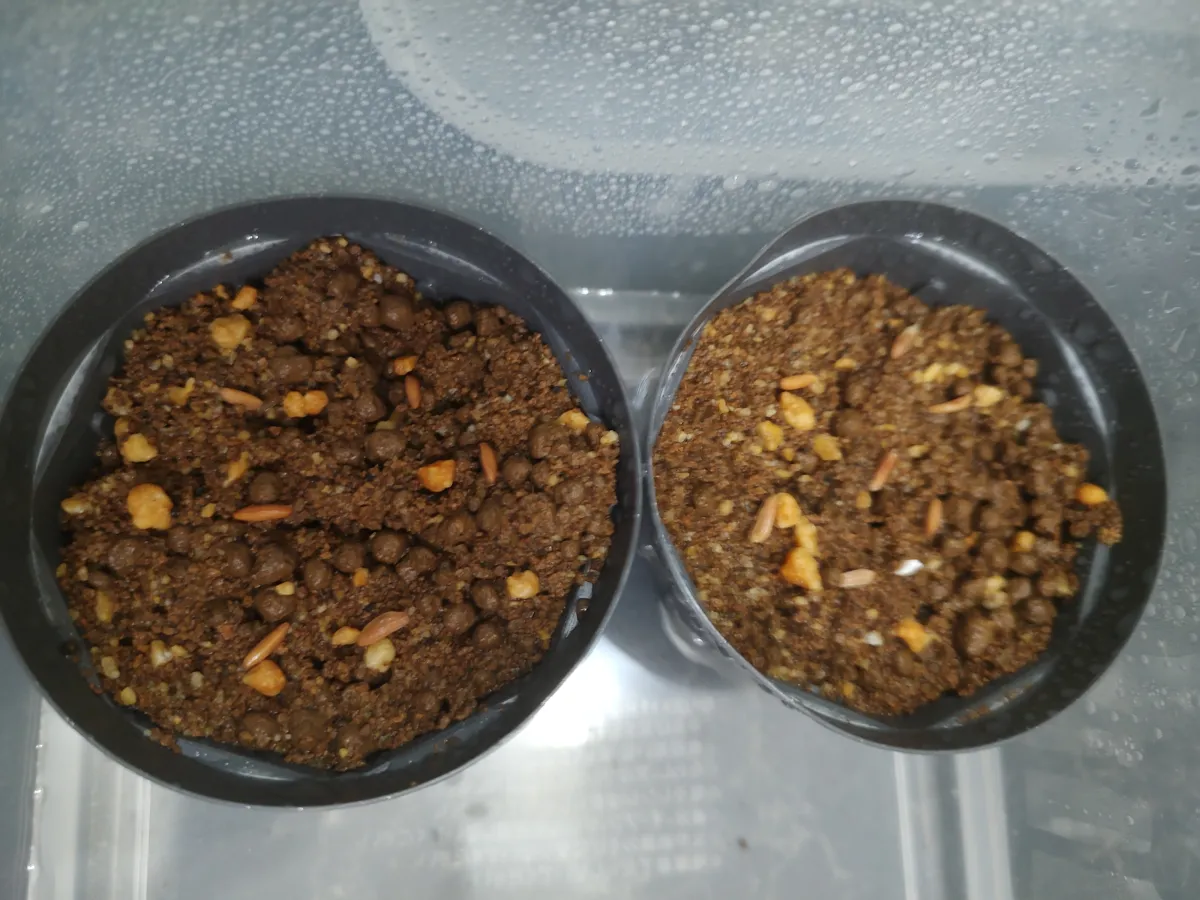 Pachypodium rosulatum var. gracilius ([無料種子] 発芽難 パキポディウム グラキリス　)