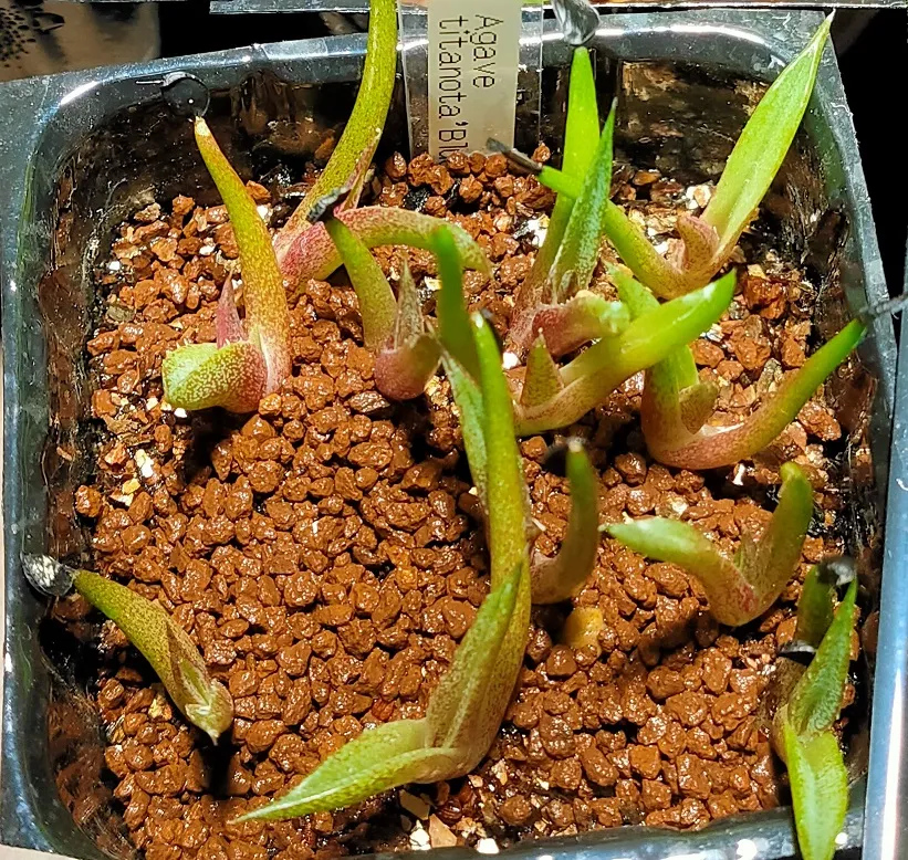 Agave titanota Blue Lot. (アガベ チタノタブルー)
